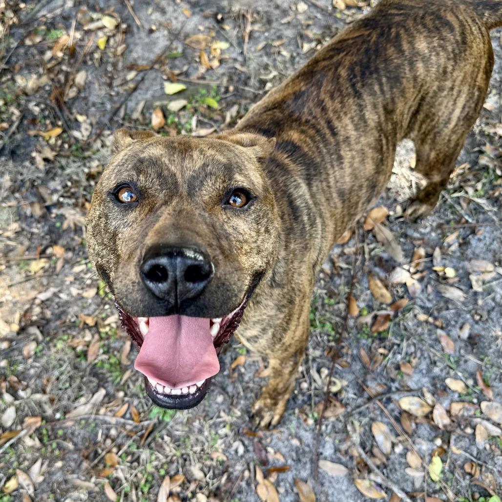 Enlarge Naia, a Adoptable Mixed Breed in Williston, FL image 4/5