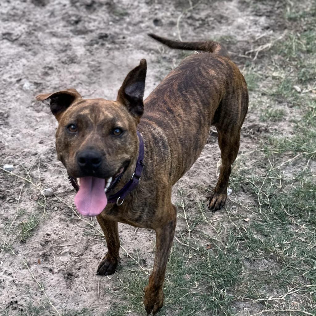 Naia, a Adoptable Mixed Breed in Williston, FL image 6/6