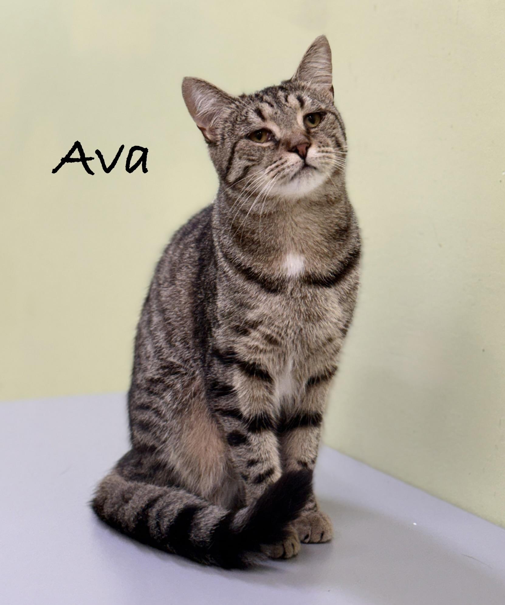 Ava, Adoptable, Adult Female Tabby.