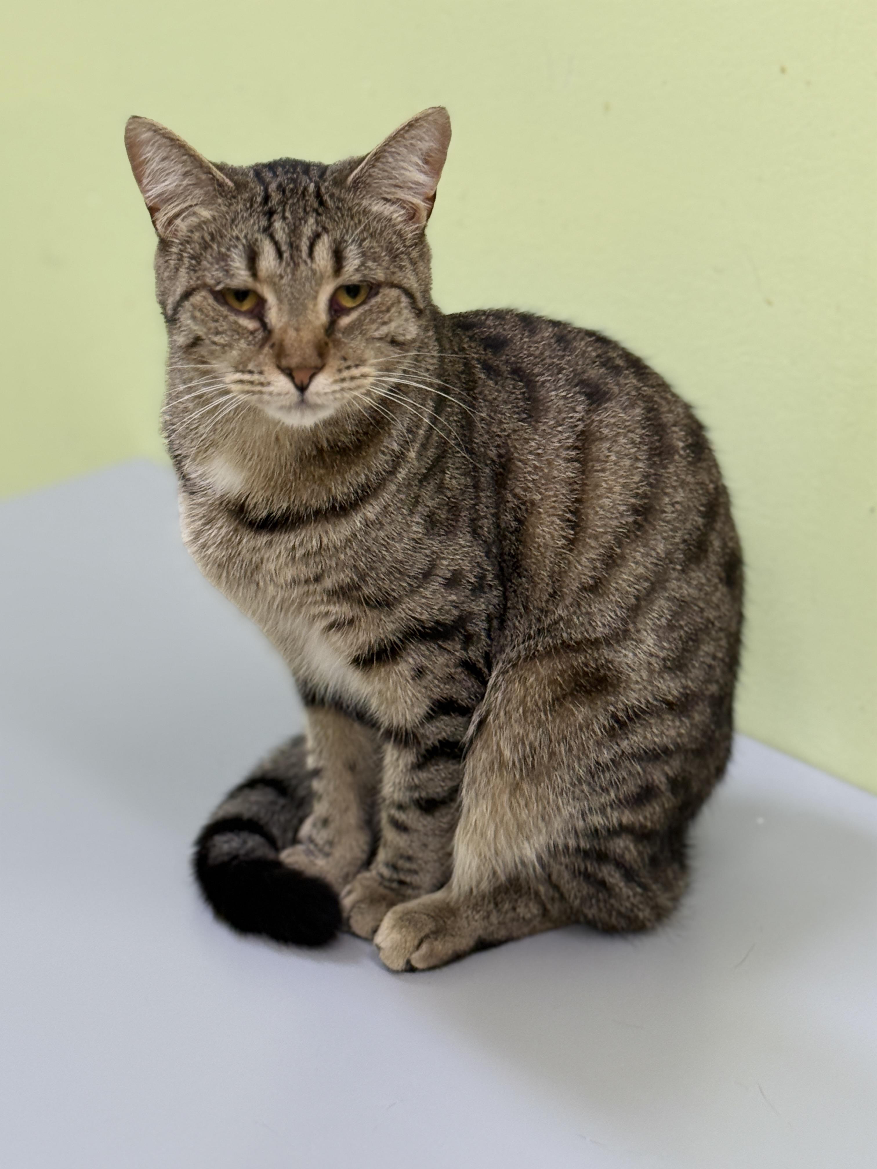 Enlarge Ava, a Adoptable Tabby in Pawleys Island, SC image 2/3