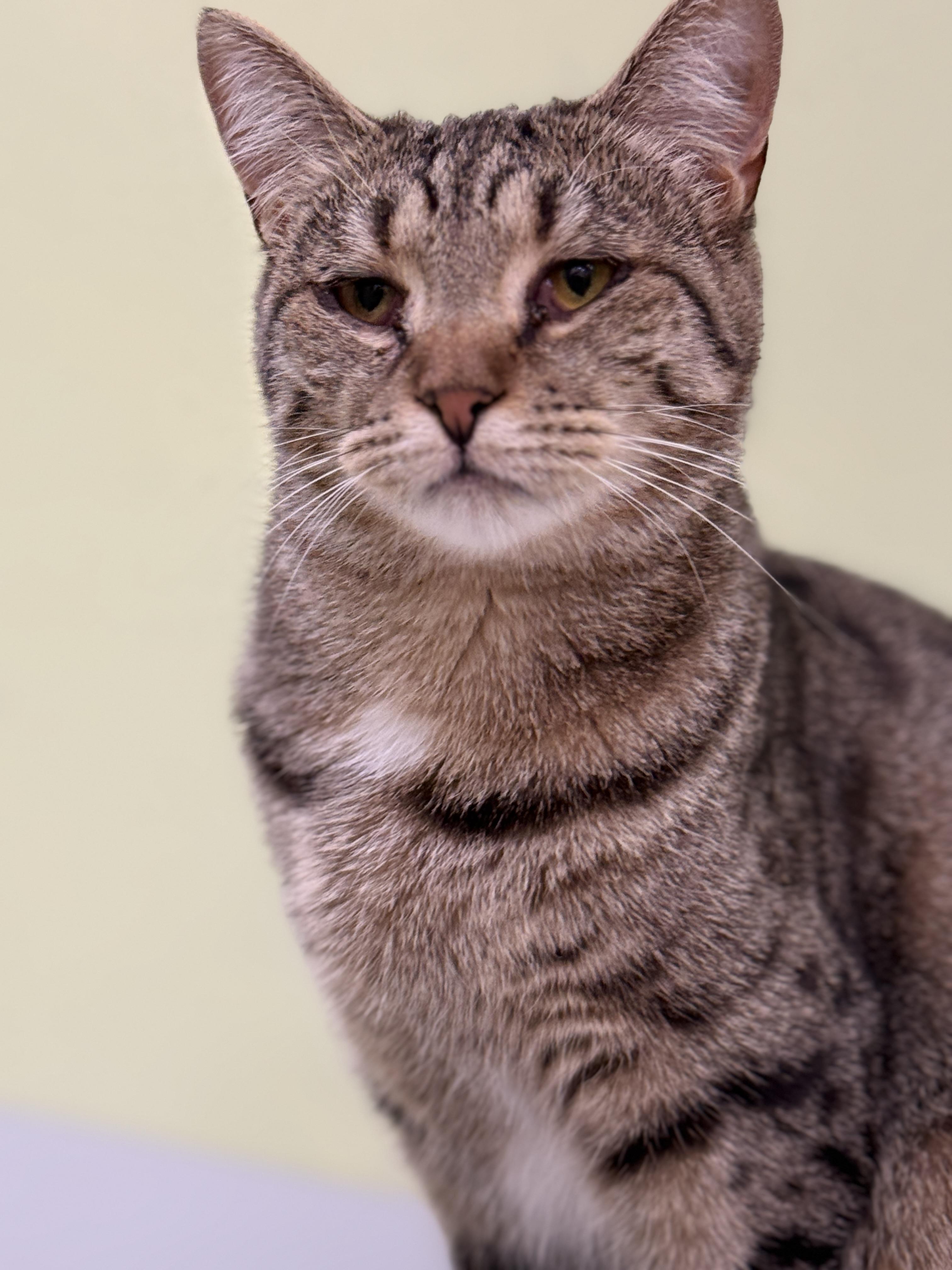 Enlarge Ava, a Adoptable Tabby in Pawleys Island, SC image 3/3