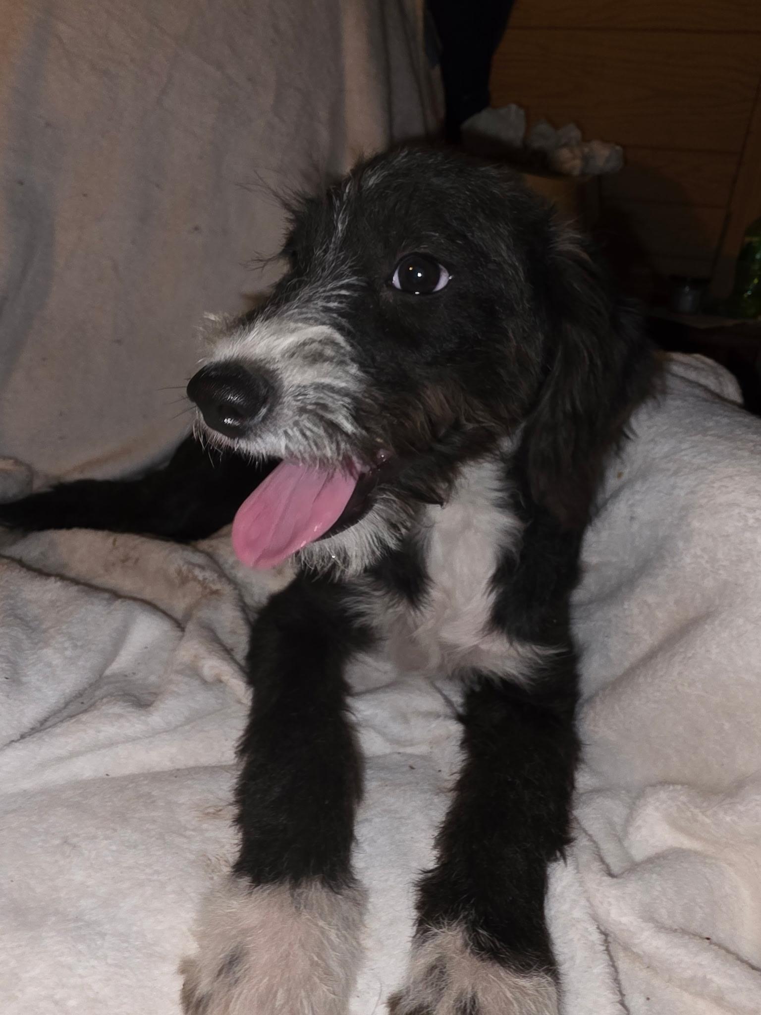 Roxy Marie, Adoptable, Puppy Female Schnoodle.