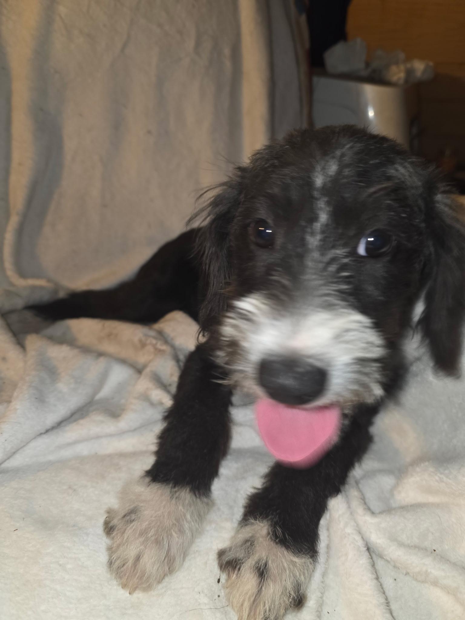 Enlarge Roxy Marie, a Adoptable mixed breed in Carnegie, OK image 2/2