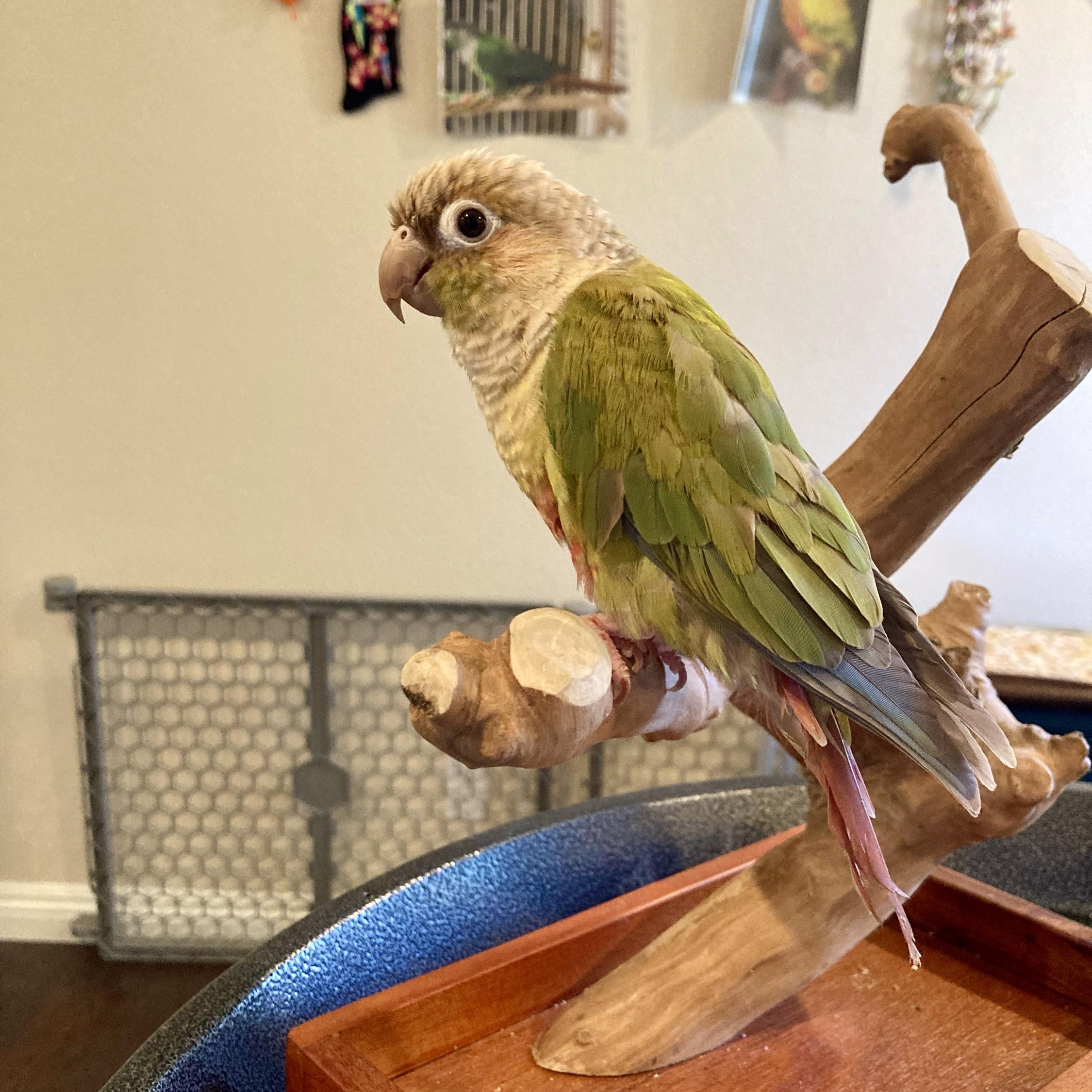 Cassie, Young Female Conure