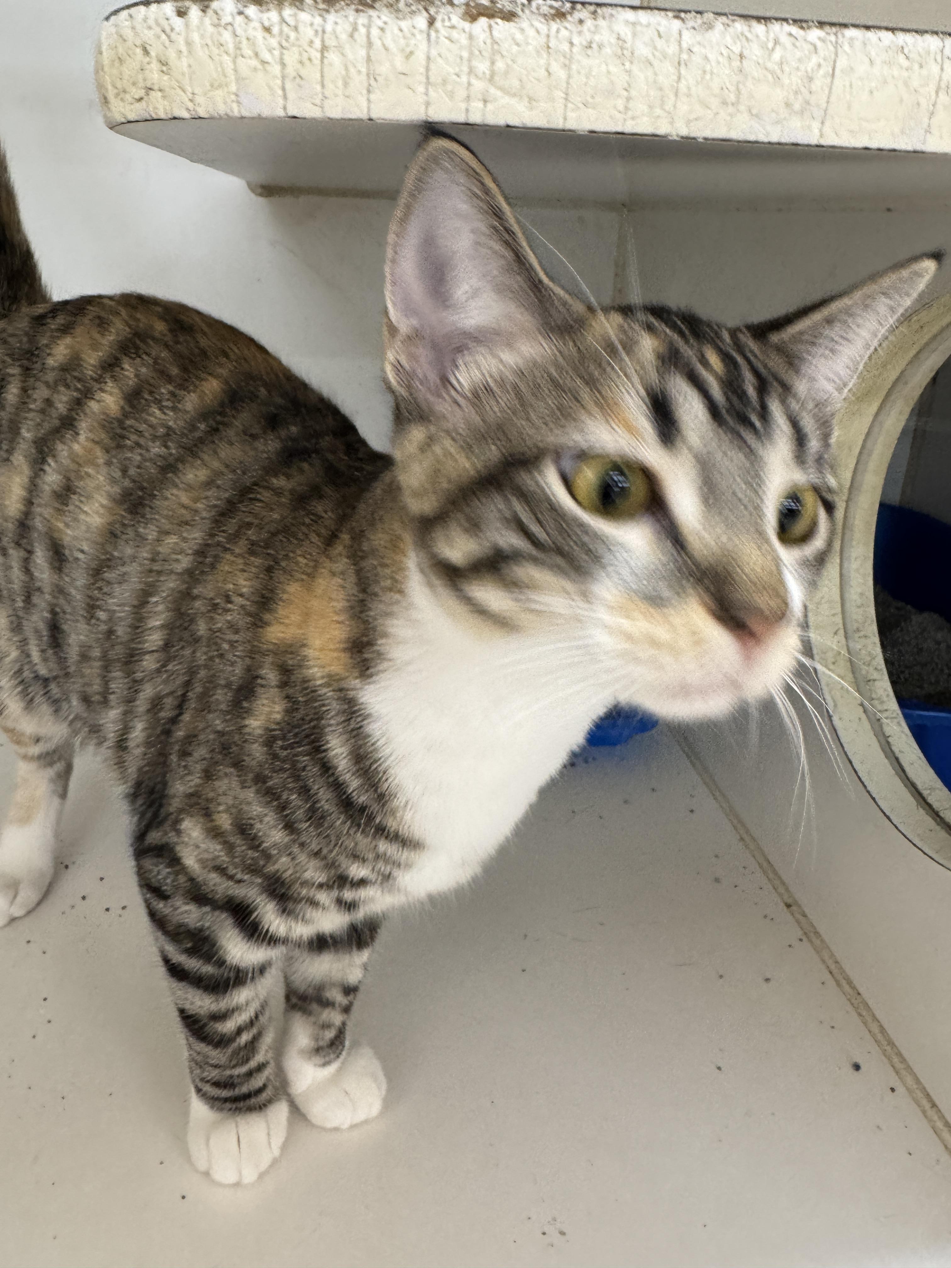 Enlarge Jewel, a Adoptable Domestic Short Hair in Breese, IL image 3/4