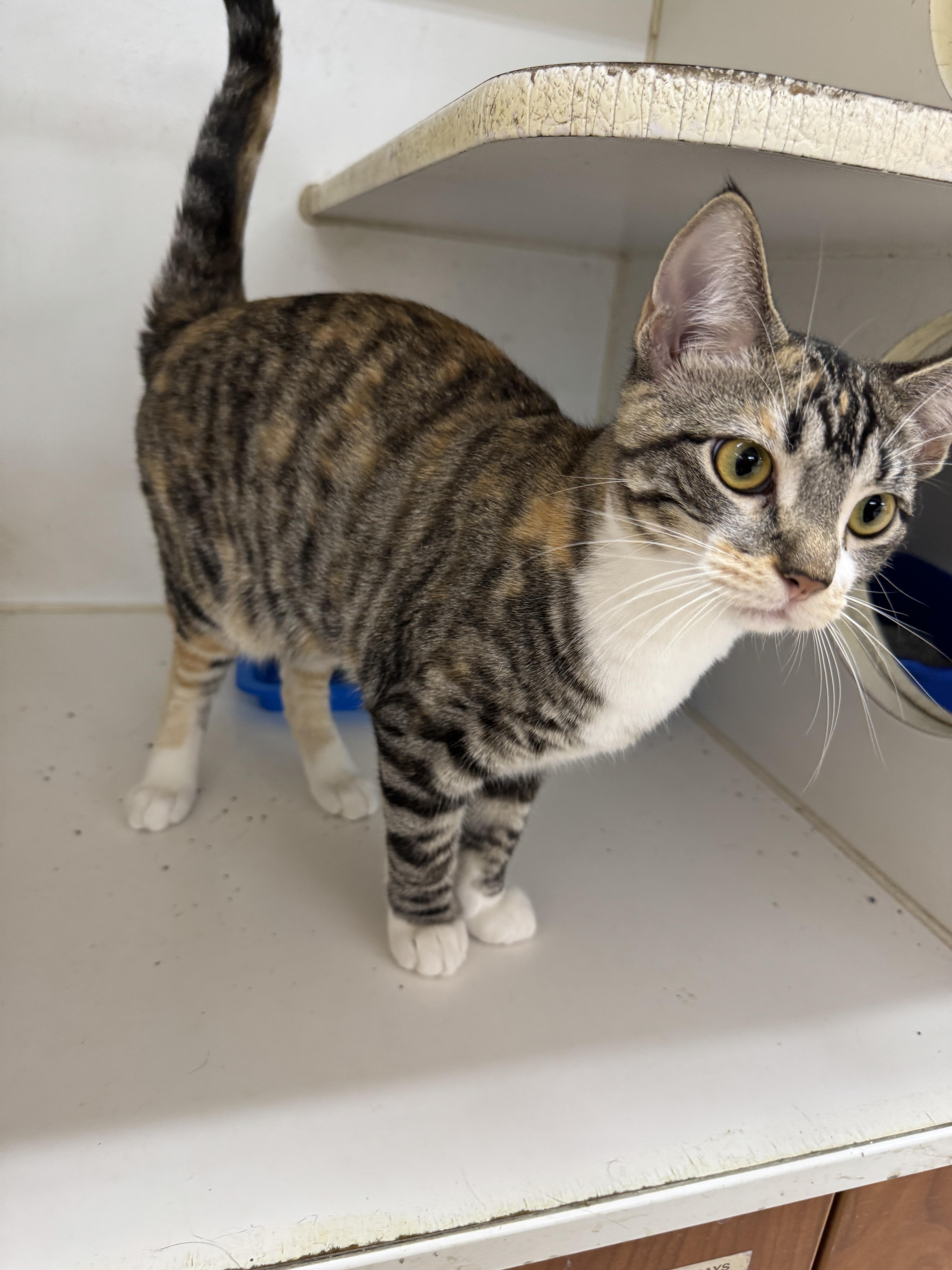 Enlarge Jewel, a Adoptable Domestic Short Hair in Breese, IL image 4/4