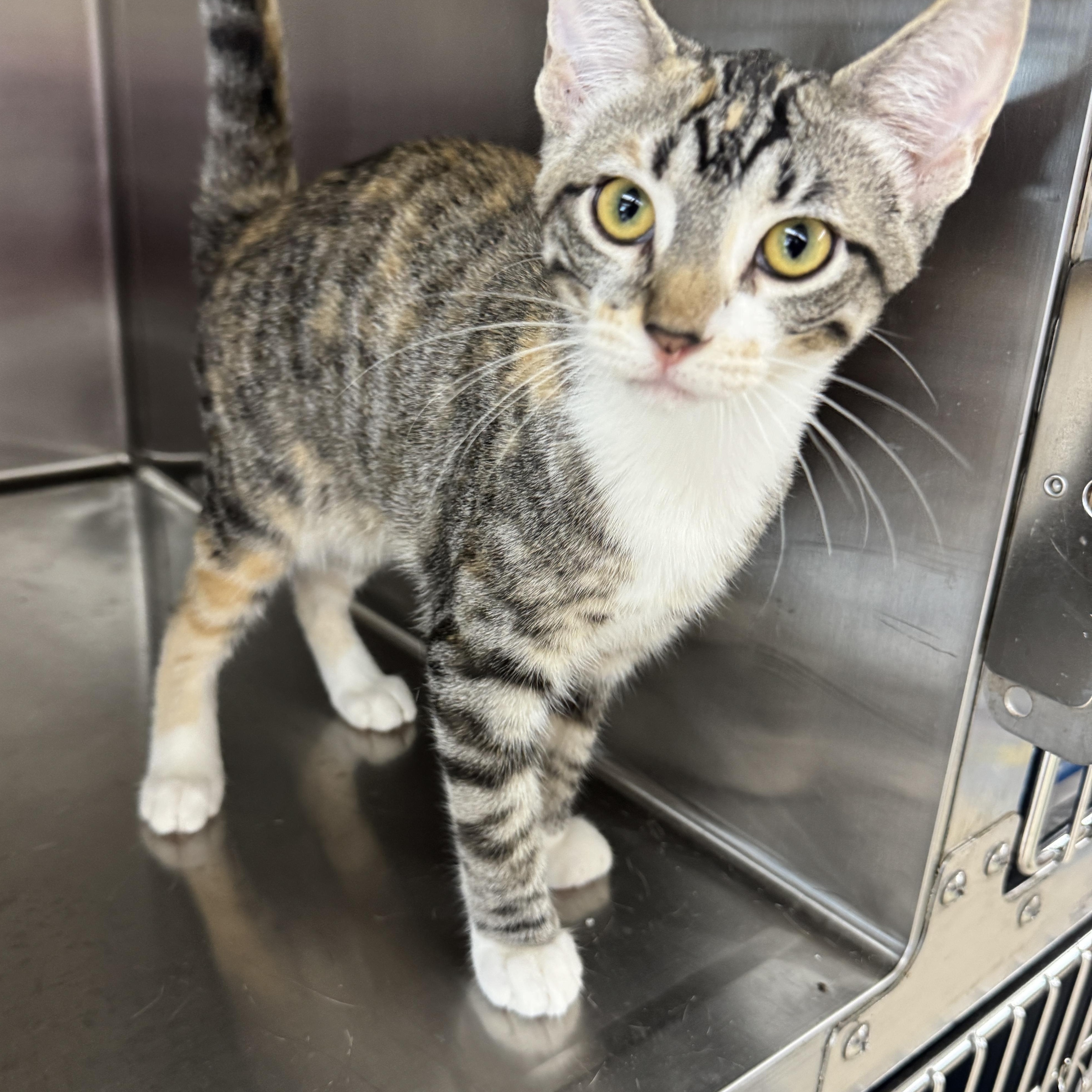 Jewel, Adoptable, Young Female Domestic Short Hair.