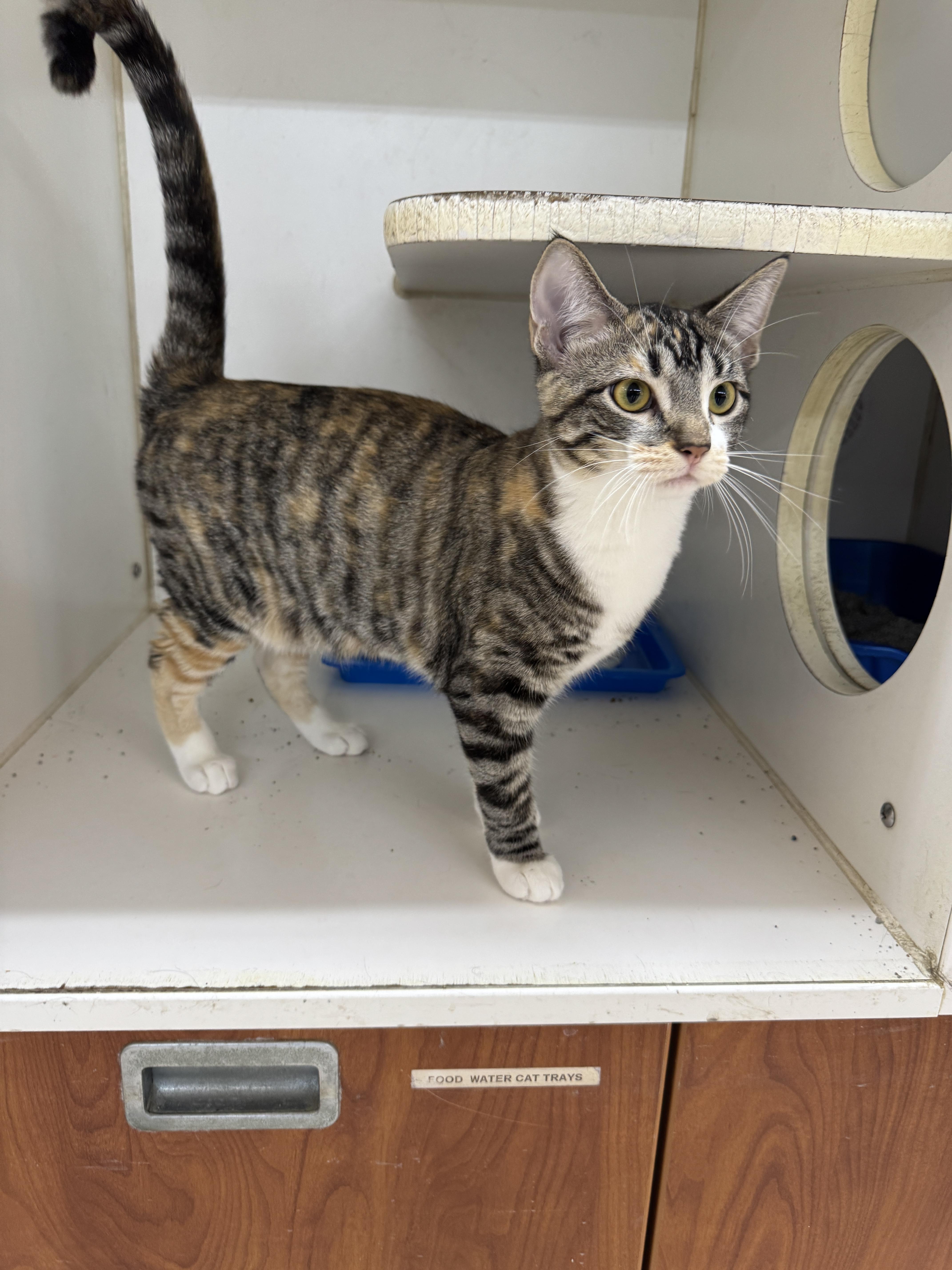 Enlarge Jewel, a Adoptable Domestic Short Hair in Breese, IL image 2/4