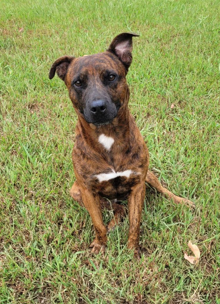 Enlarge Leo, a Adoptable mixed breed in Lawrenceburg, TN image 1/3