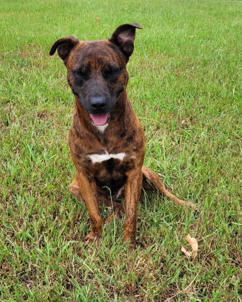 Enlarge Leo, a Adoptable mixed breed in Lawrenceburg, TN image 2/3