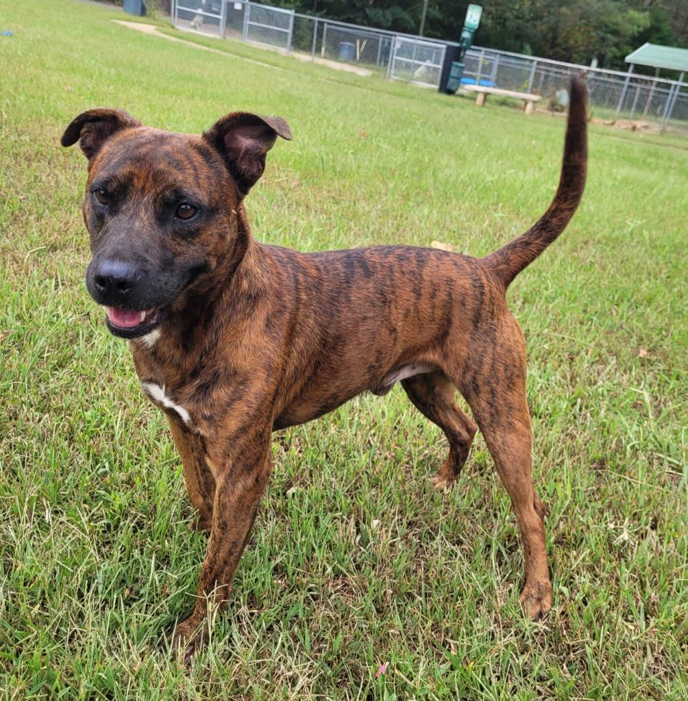 Enlarge Leo, a Adoptable mixed breed in Lawrenceburg, TN image 3/3