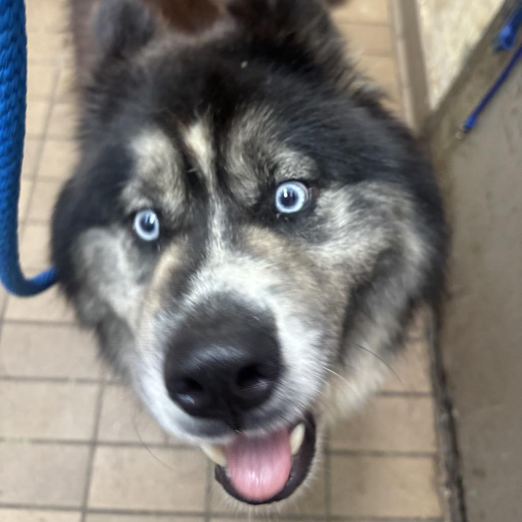 Newton, Adoptable, Adult Male Alaskan Malamute.