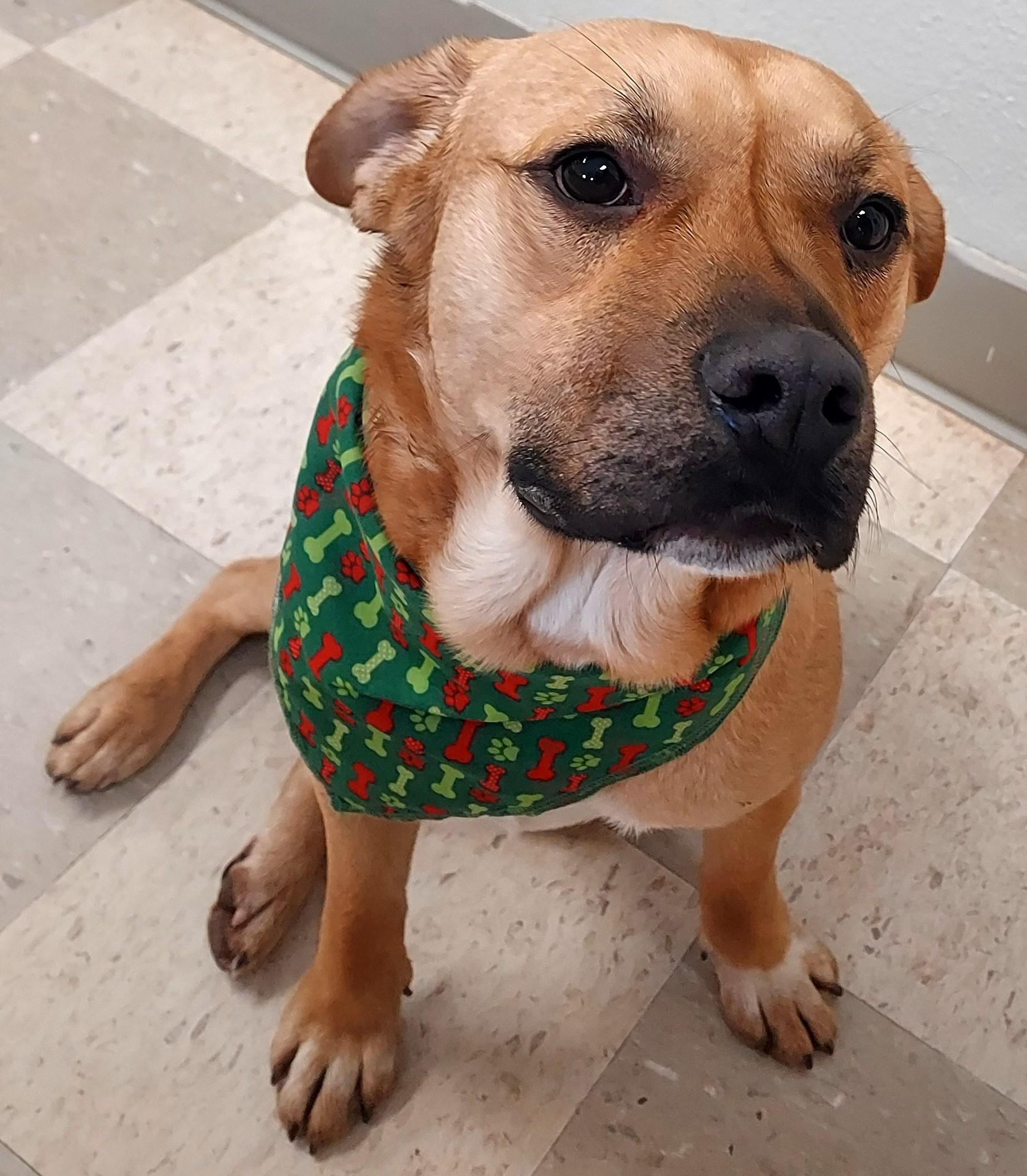 Enlarge Rufus, a Adoptable mixed breed in Libby, MT image 6/6