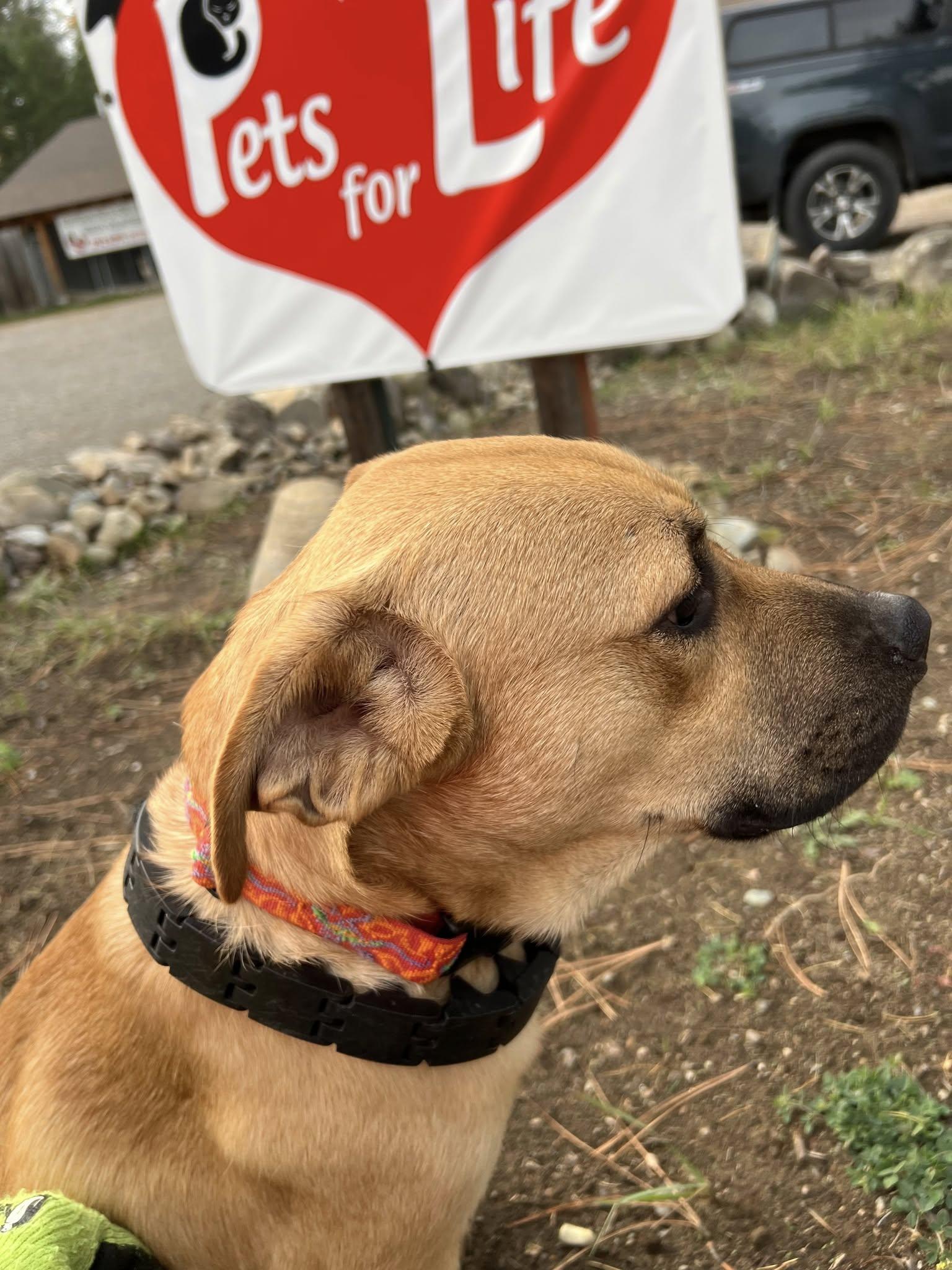 Enlarge Rufus, a Adoptable mixed breed in Libby, MT image 4/6