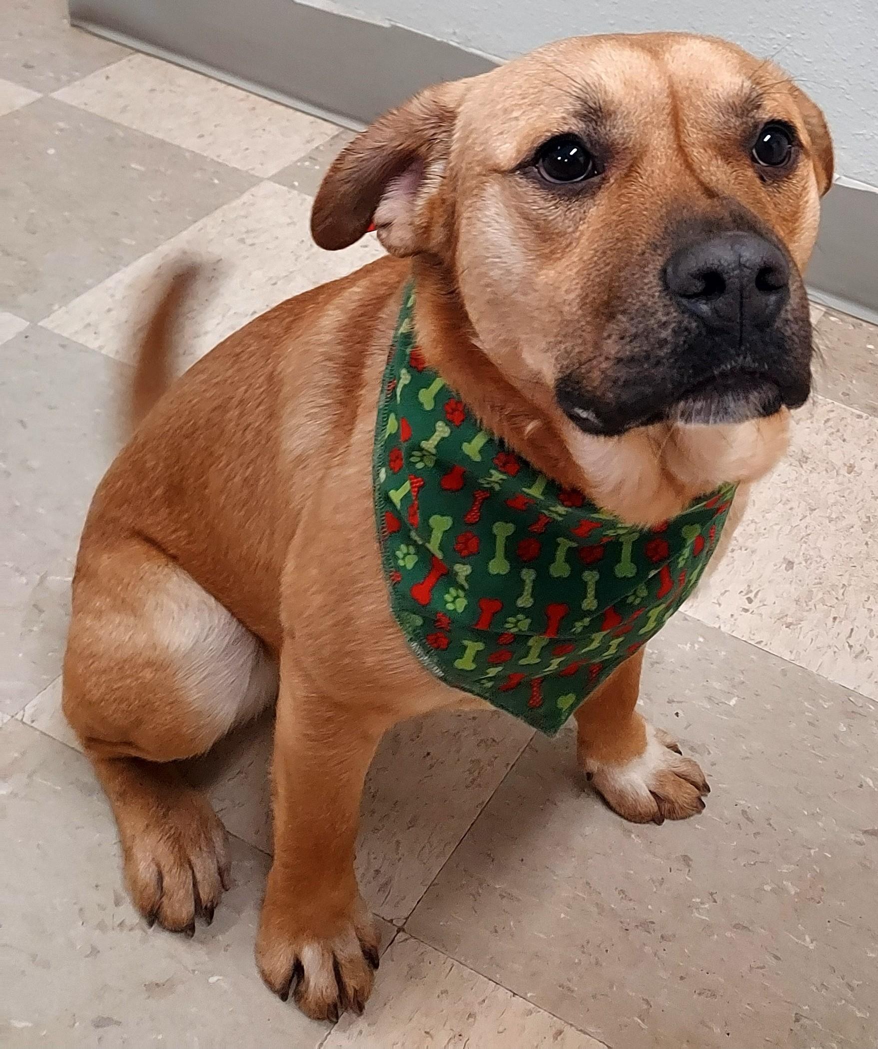 Enlarge Rufus, a Adoptable mixed breed in Libby, MT image 1/6