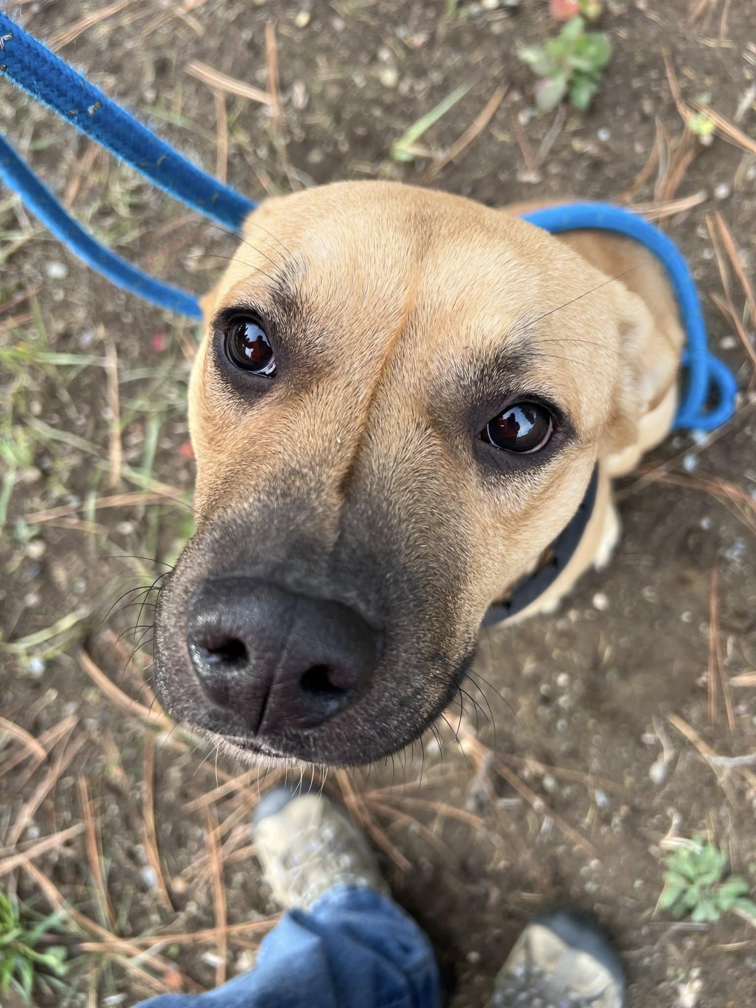Enlarge Rufus, a Adoptable mixed breed in Libby, MT image 2/6