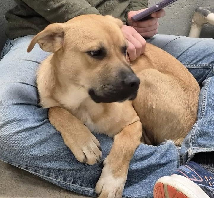 Enlarge Rufus, a Adoptable mixed breed in Libby, MT image 3/6