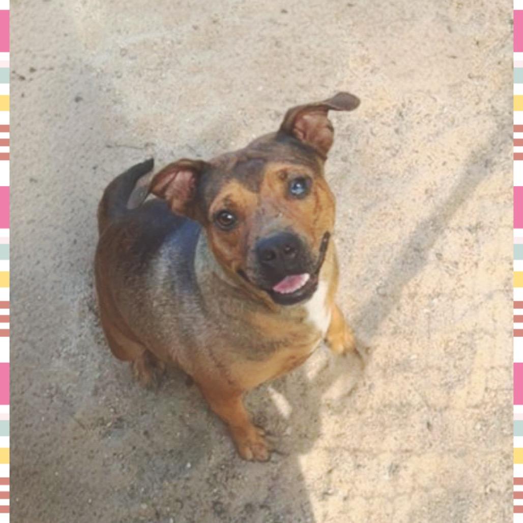 Enlarge Mable, a Adoptable Black Mouth Cur in Jena, LA image 1/1