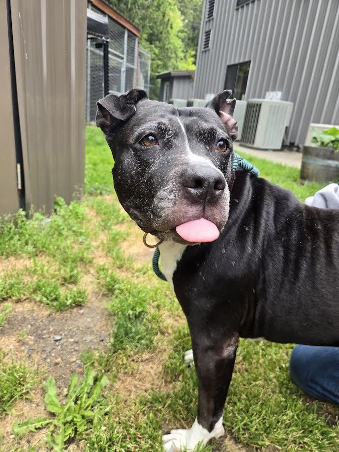 Enlarge Moon, a ADOPTABLE Pit Bull Terrier in Bellingham, WA image 6/6