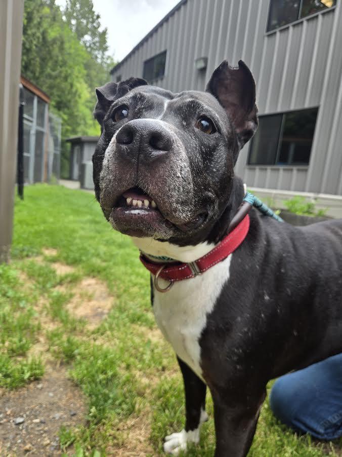 Enlarge Moon, a ADOPTABLE Pit Bull Terrier in Bellingham, WA image 3/6