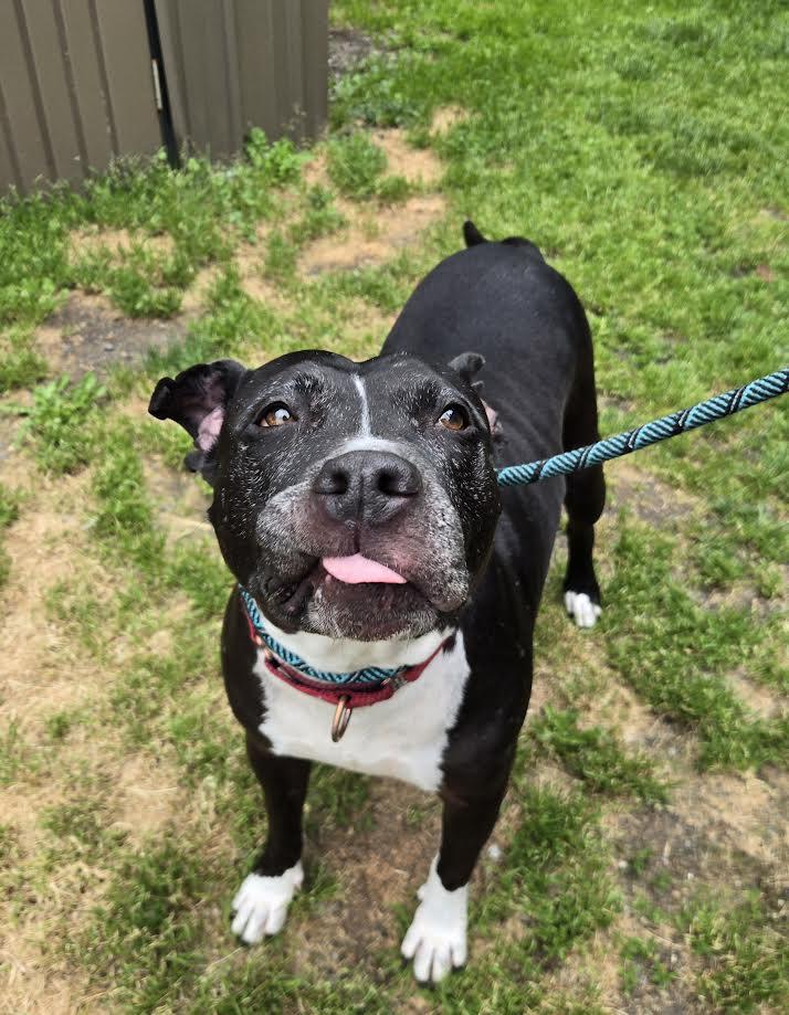 Enlarge Moon, a ADOPTABLE Pit Bull Terrier in Bellingham, WA image 2/6
