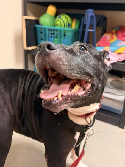 Enlarge Moon, a ADOPTABLE Pit Bull Terrier in Bellingham, WA image 6/6