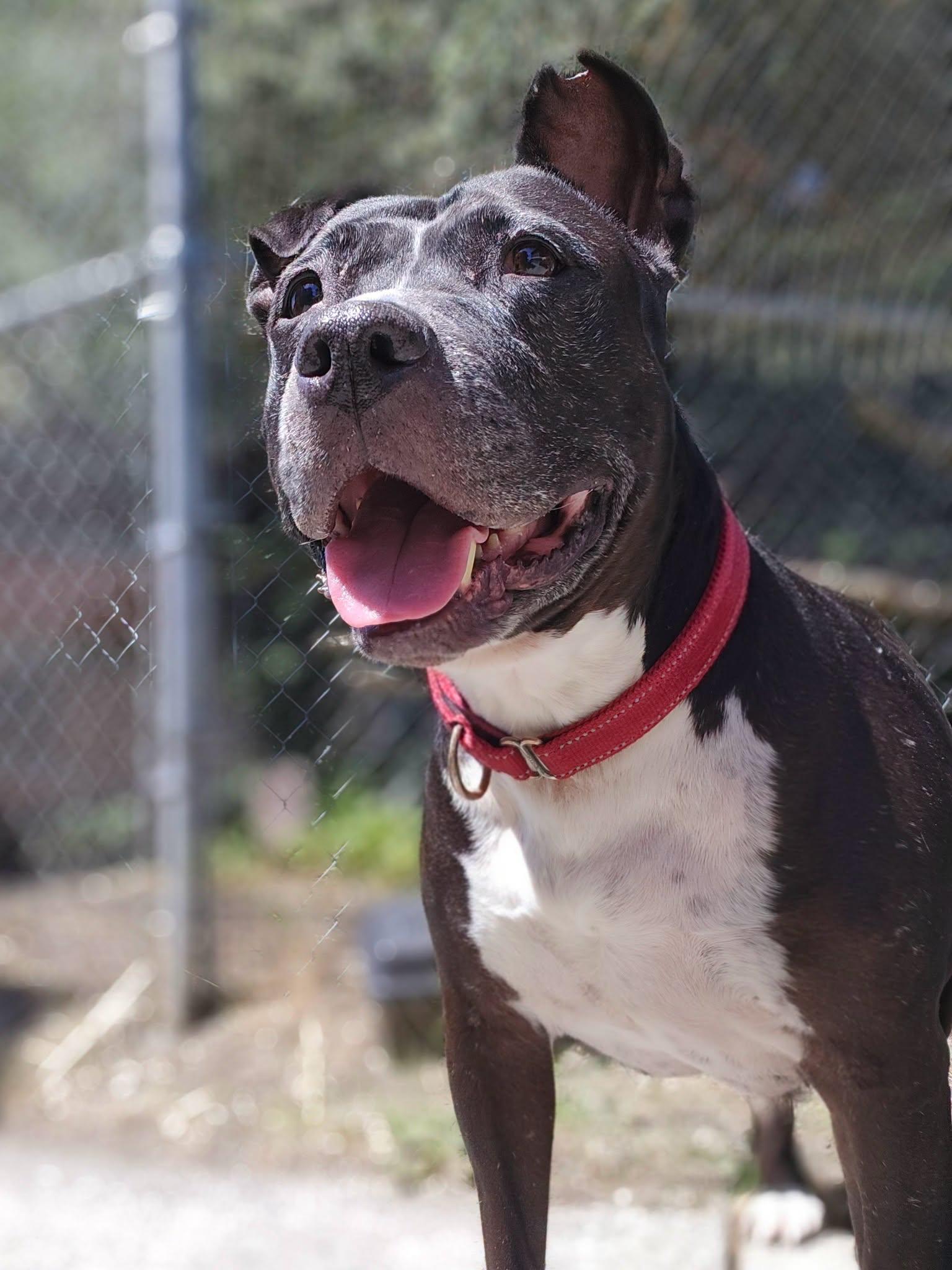 Enlarge Moon, a ADOPTABLE Pit Bull Terrier in Bellingham, WA image 1/6