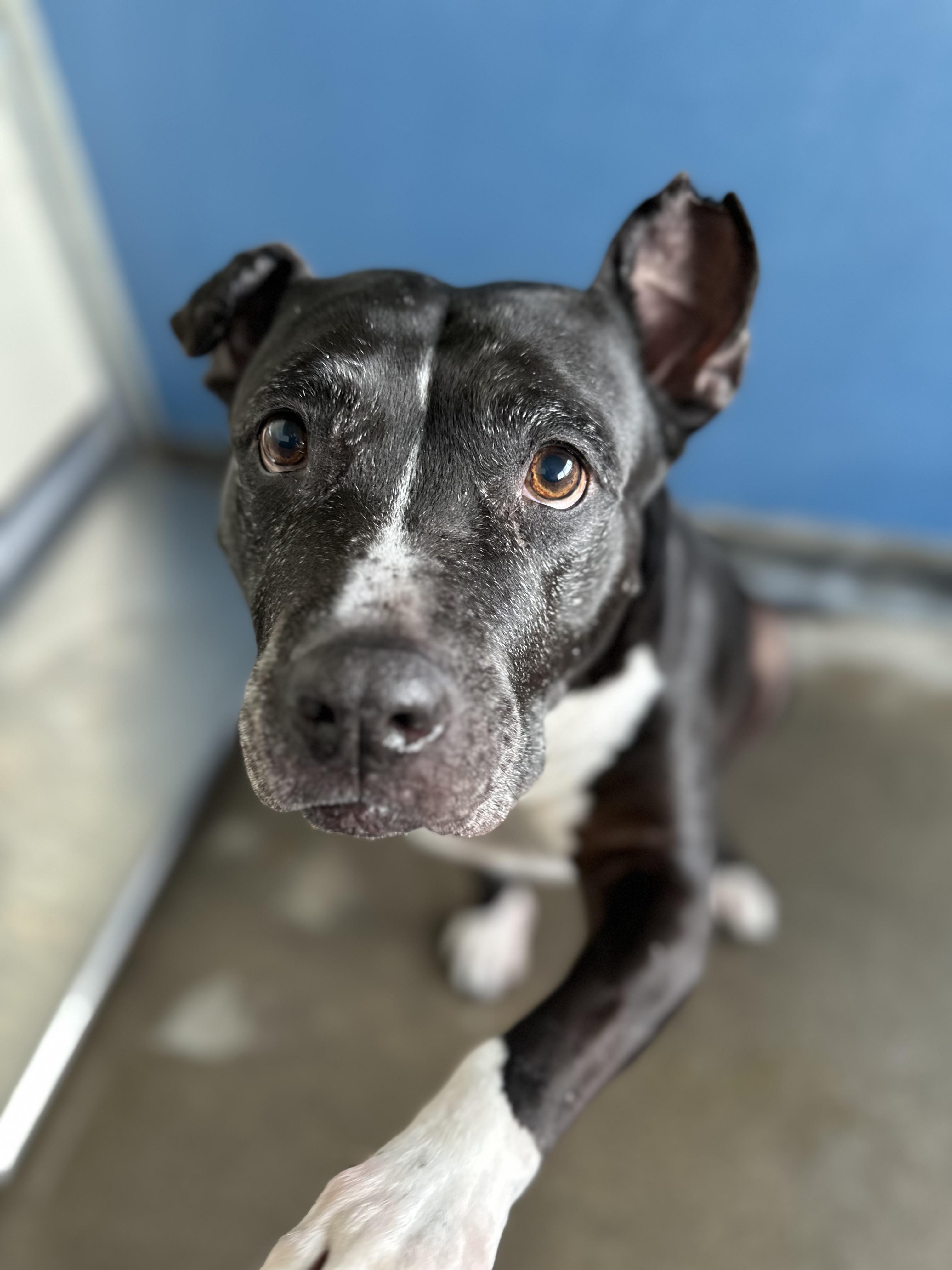 Moon, ADOPTABLE, Senior Female Pit Bull Terrier.