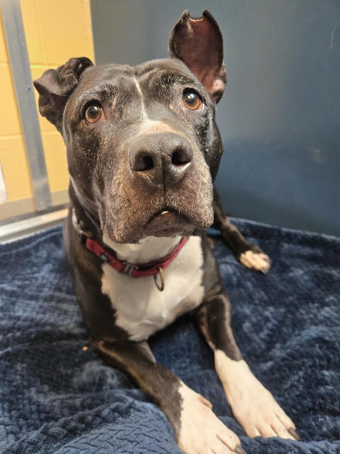 Enlarge Moon, a ADOPTABLE Pit Bull Terrier in Bellingham, WA image 3/6