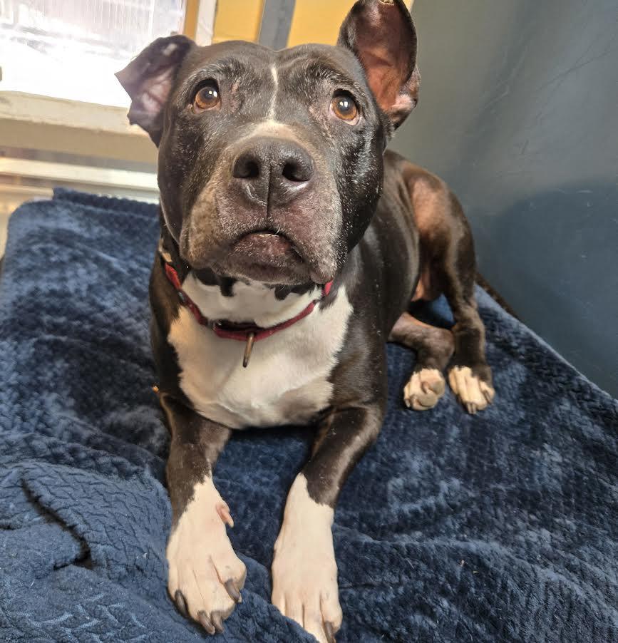 Enlarge Moon, a ADOPTABLE Pit Bull Terrier in Bellingham, WA image 4/6