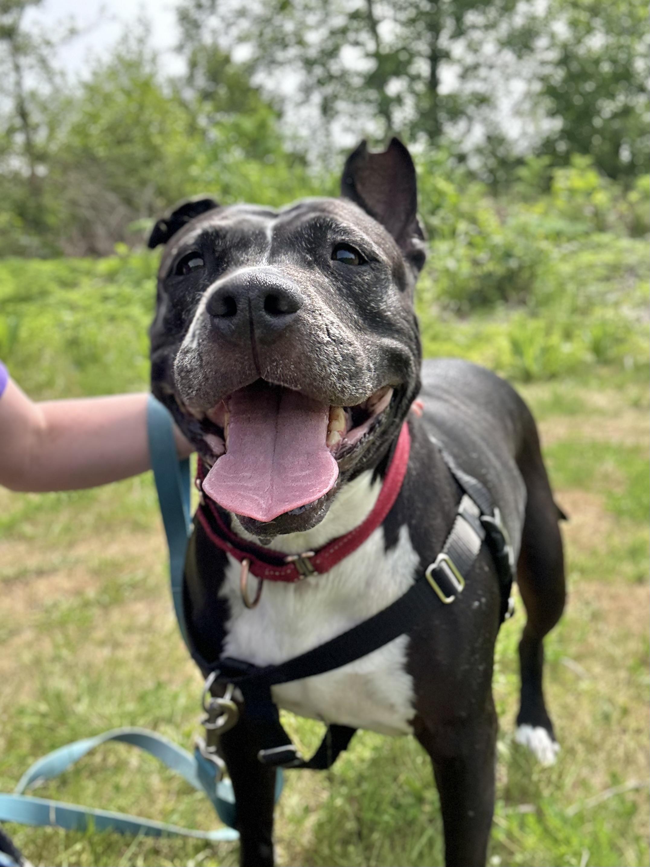 Enlarge Moon, a ADOPTABLE Pit Bull Terrier in Bellingham, WA image 1/6