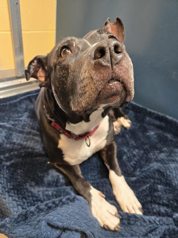 Enlarge Moon, a ADOPTABLE Pit Bull Terrier in Bellingham, WA image 5/6