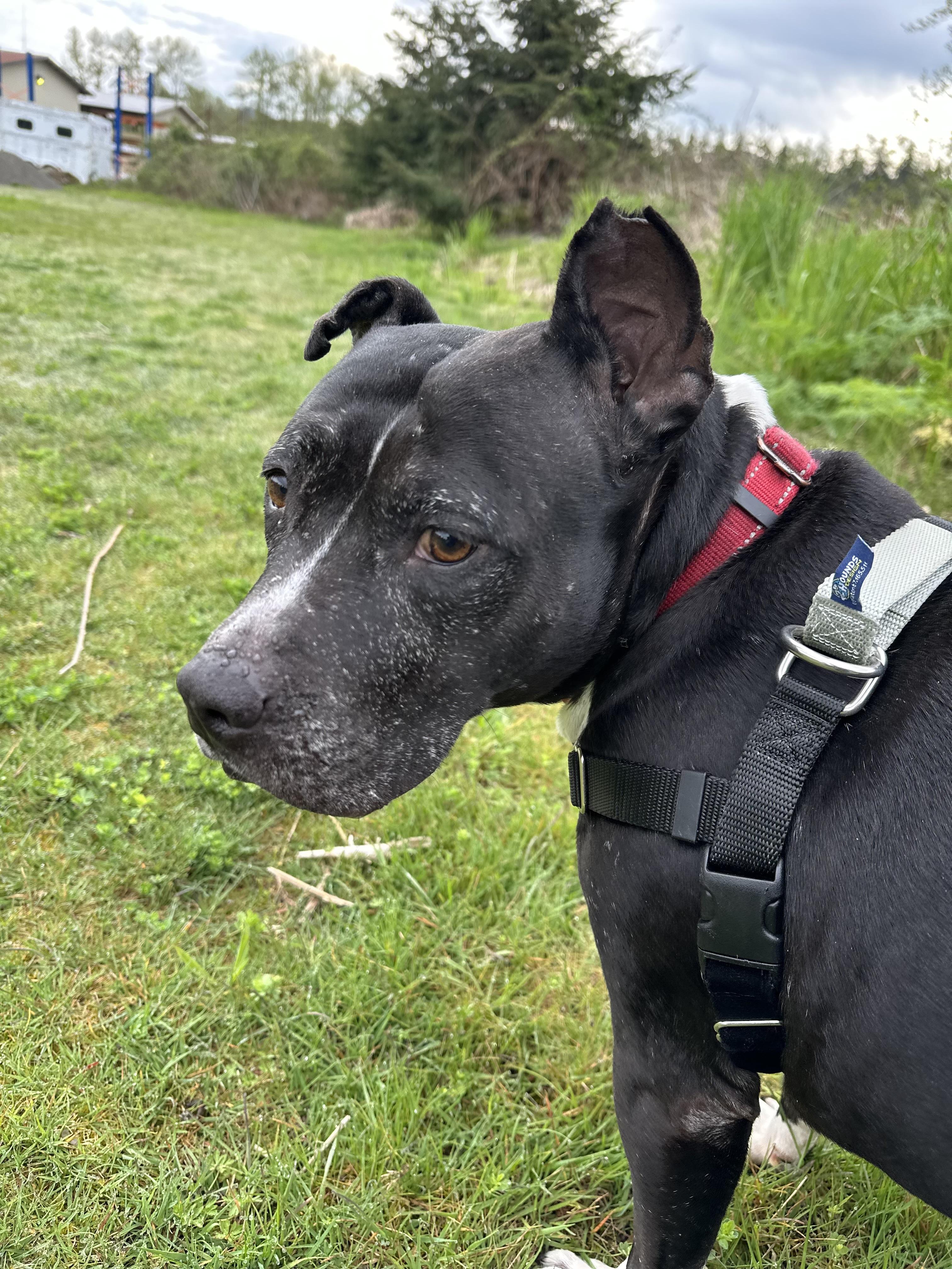 Enlarge Moon, a ADOPTABLE Pit Bull Terrier in Bellingham, WA image 2/6