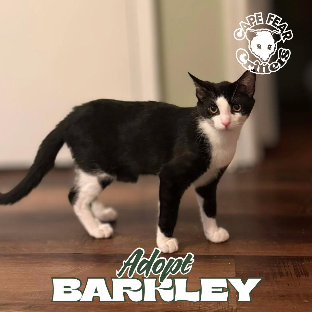 Enlarge Barkley, a ADOPTABLE Domestic Short Hair in Wilmington, NC image 1/1