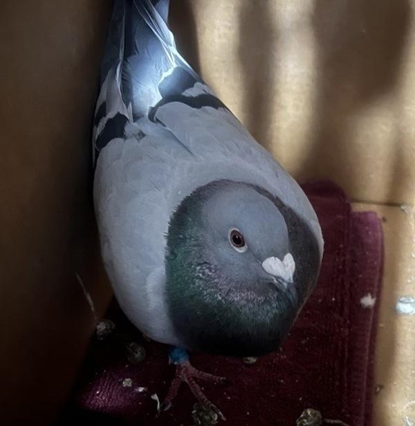 Polk, Adoptable, Young Unknown Pigeon.