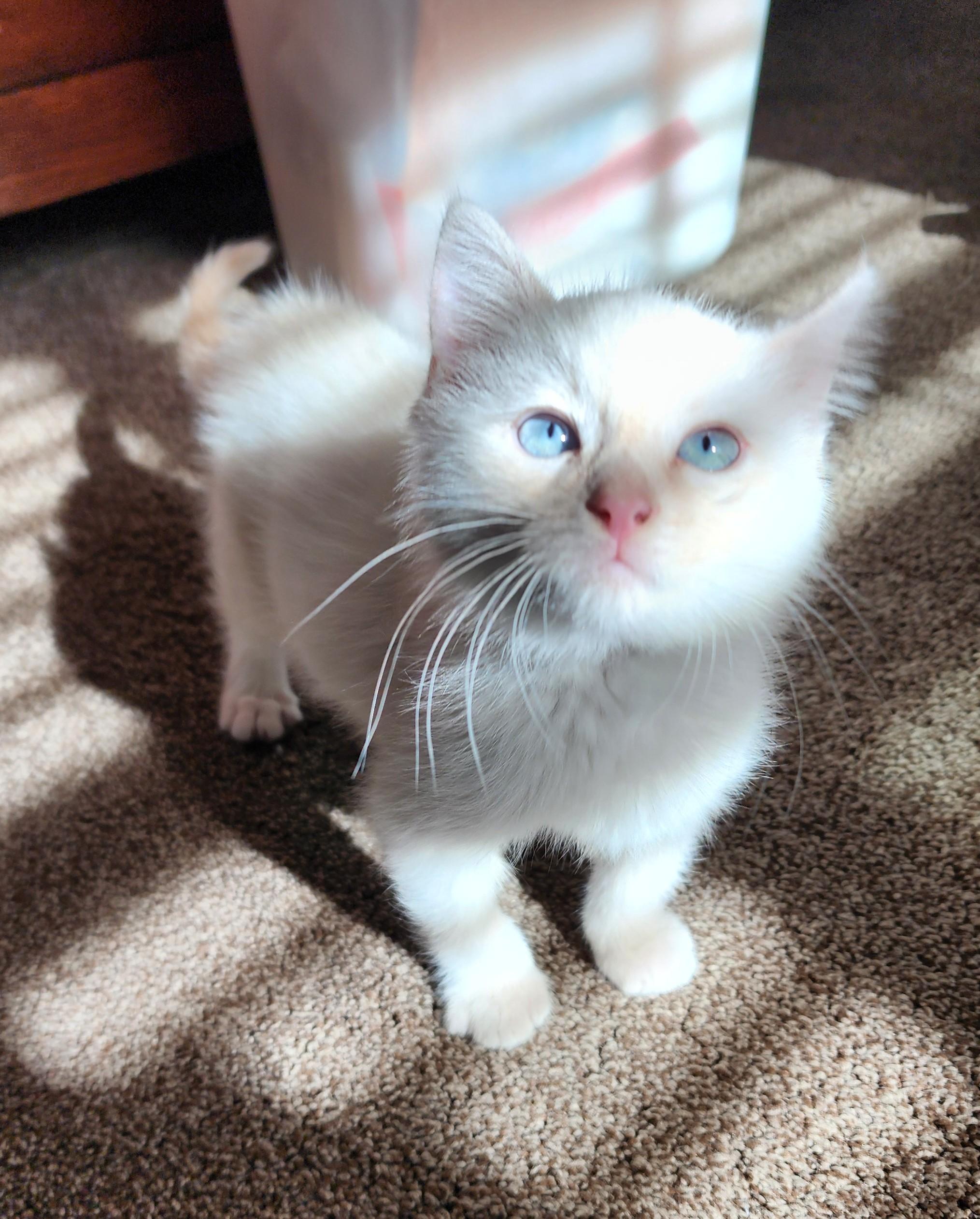 Enlarge Marshmallow Fluffenstuff, an adopted mixed breed in Fort Worth, TX image 3/6