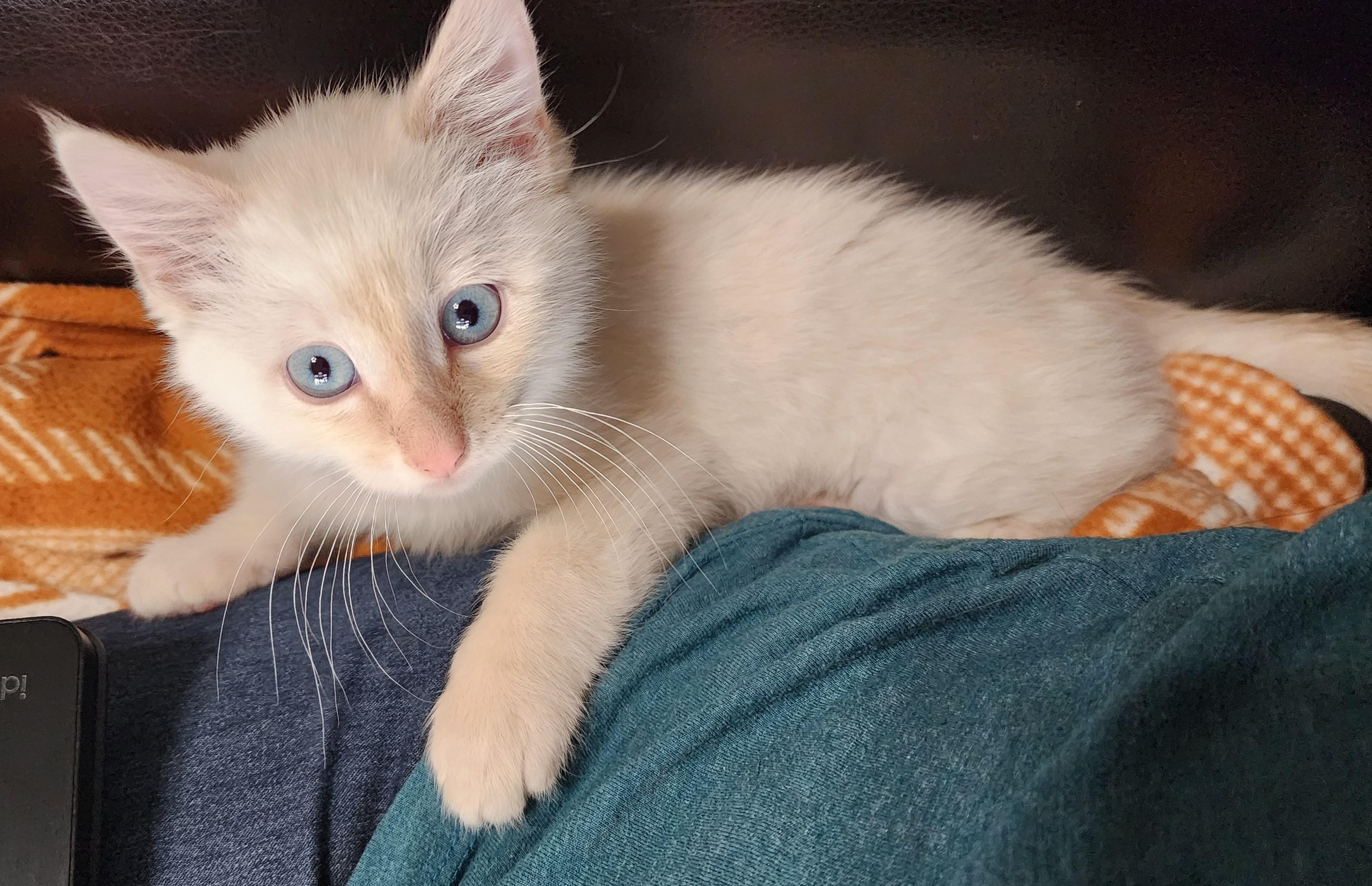 Enlarge Marshmallow Fluffenstuff, an adopted mixed breed in Fort Worth, TX image 6/6