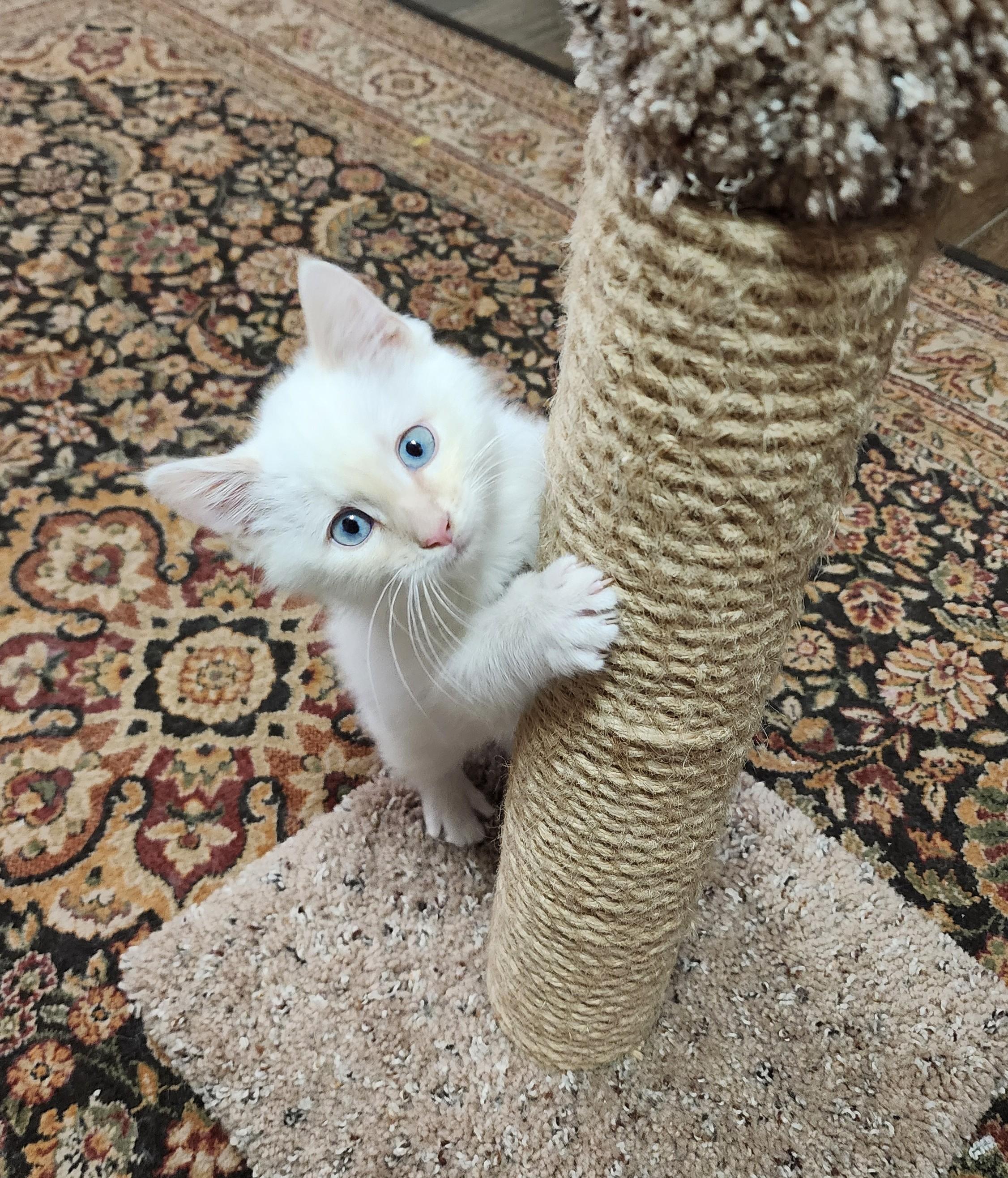 Enlarge Marshmallow Fluffenstuff, an adopted mixed breed in Fort Worth, TX image 2/6