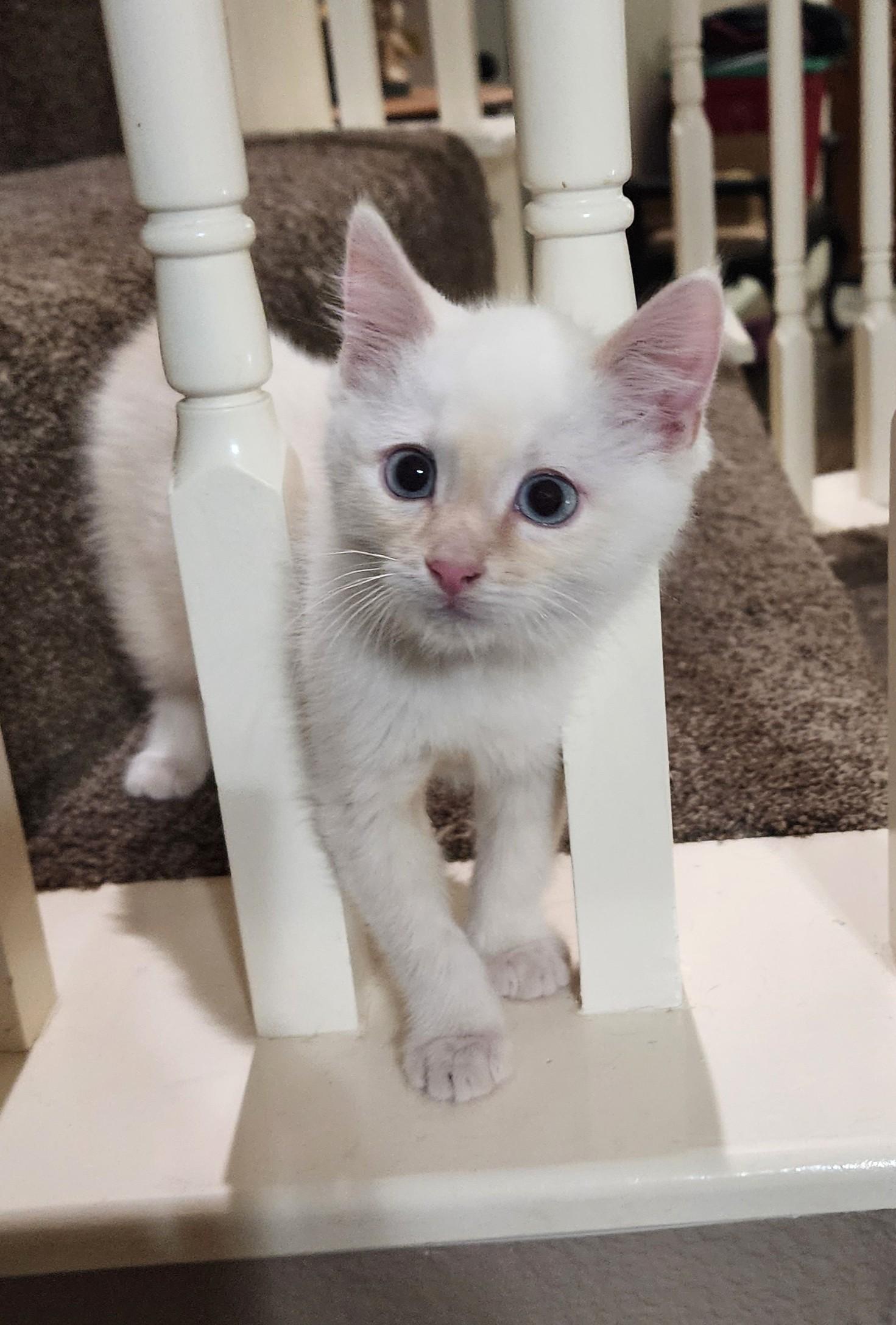 Enlarge Marshmallow Fluffenstuff, an adopted mixed breed in Fort Worth, TX image 4/6