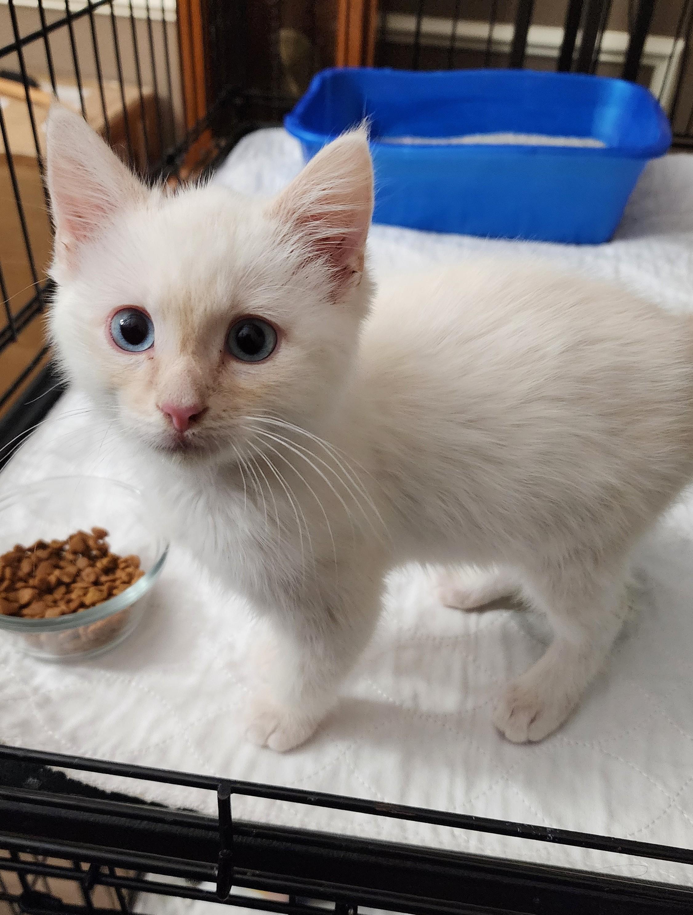 Marshmallow Fluffenstuff, adopted, Kitten Male Siamese & Domestic Medium Hair.