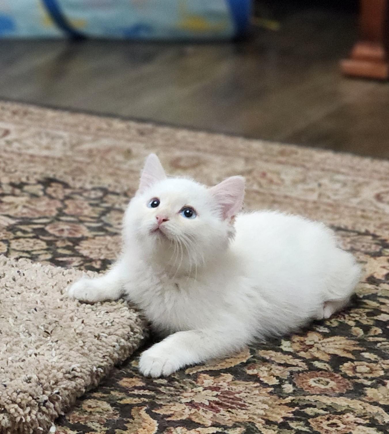 Enlarge Marshmallow Fluffenstuff, an adopted mixed breed in Fort Worth, TX image 5/6