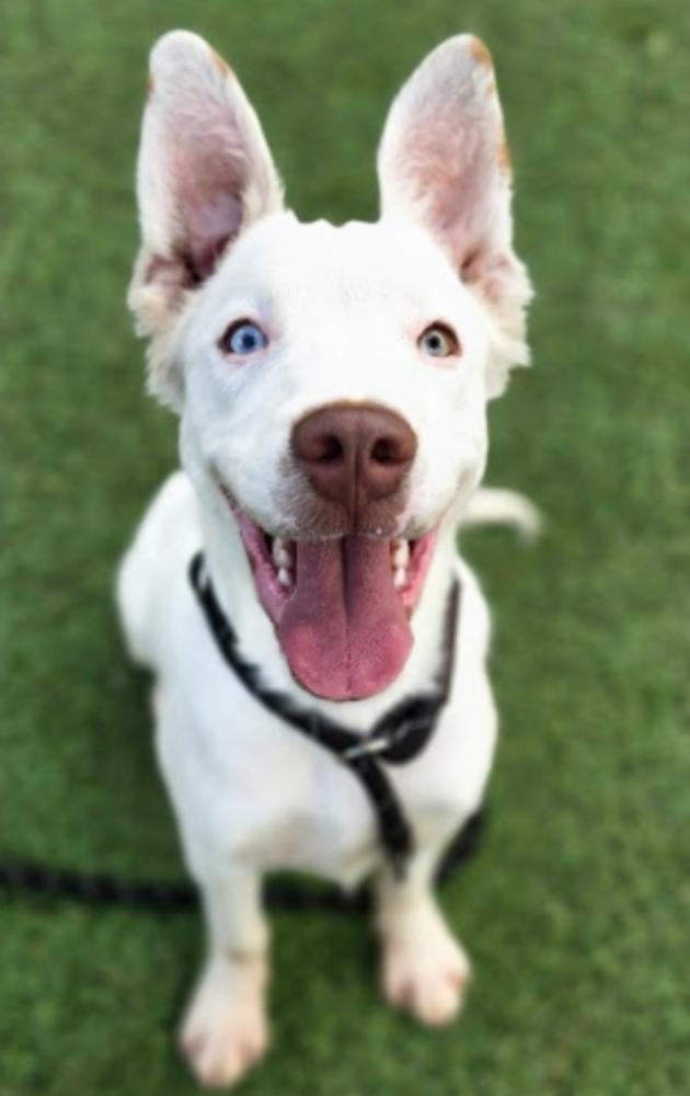 Venom, Adopted, Puppy Male Pit Bull Terrier & Australian Shepherd.