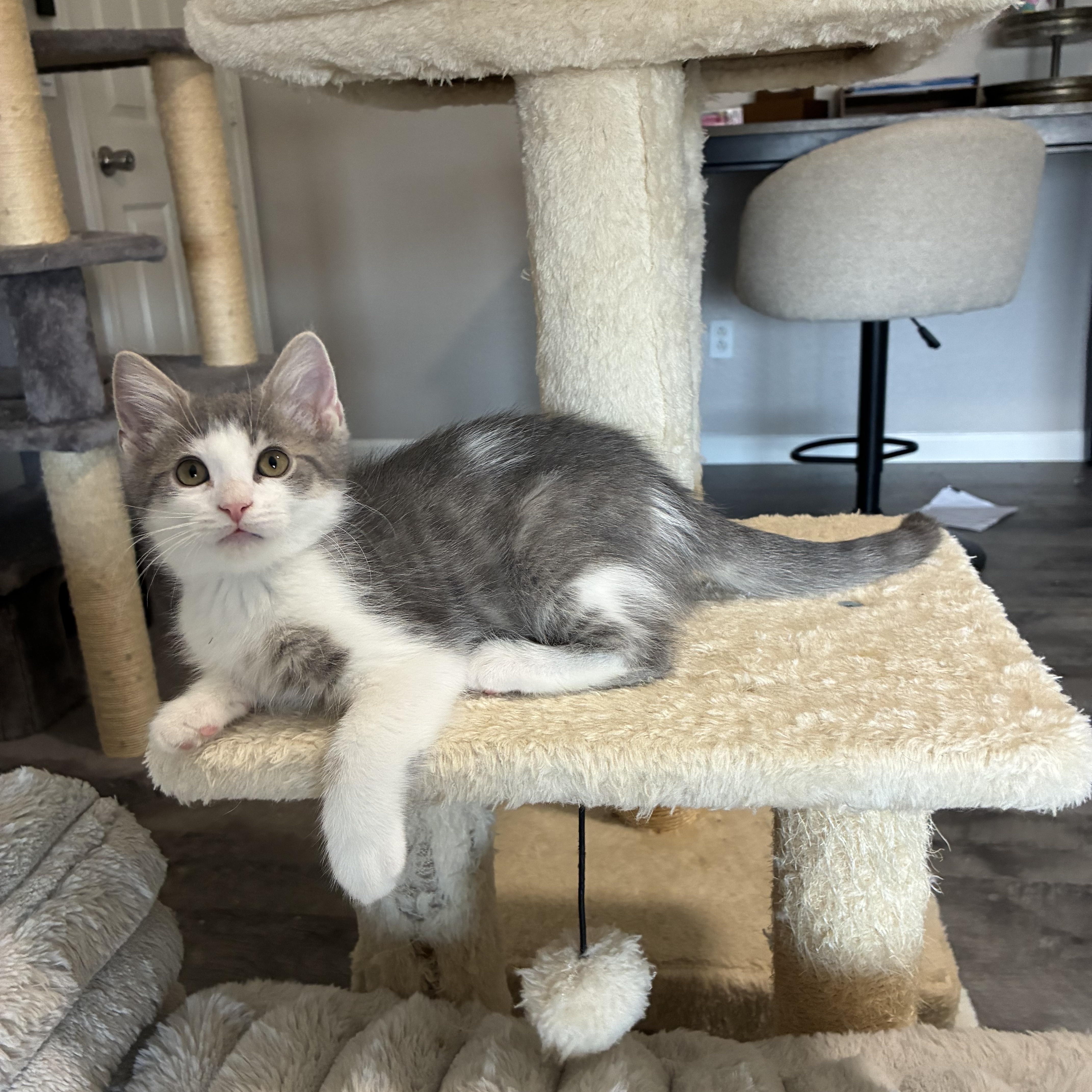 Enlarge Spirit, a ADOPTABLE mixed breed in queen creek, AZ image 2/6