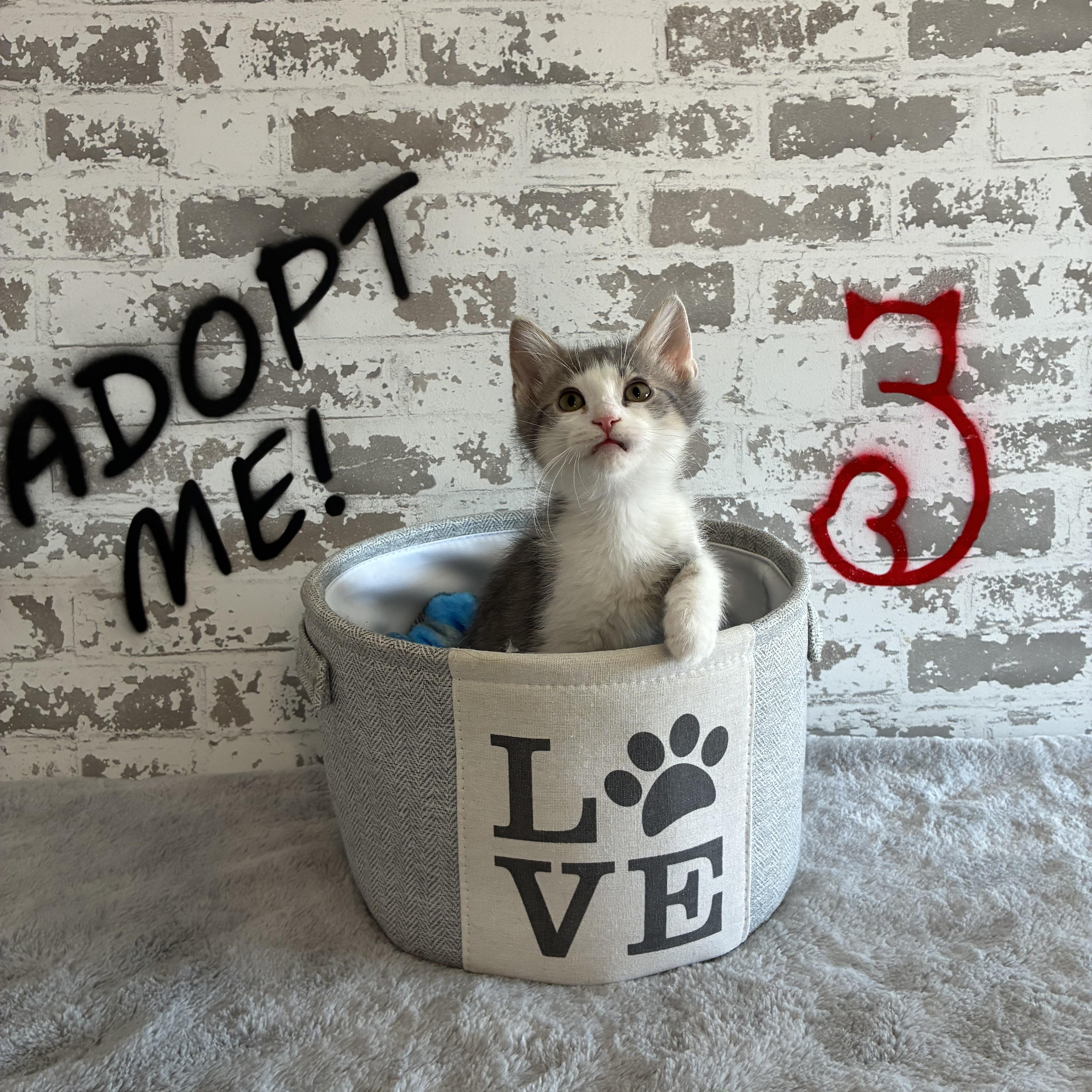 Enlarge Spirit, a ADOPTABLE mixed breed in queen creek, AZ image 1/6