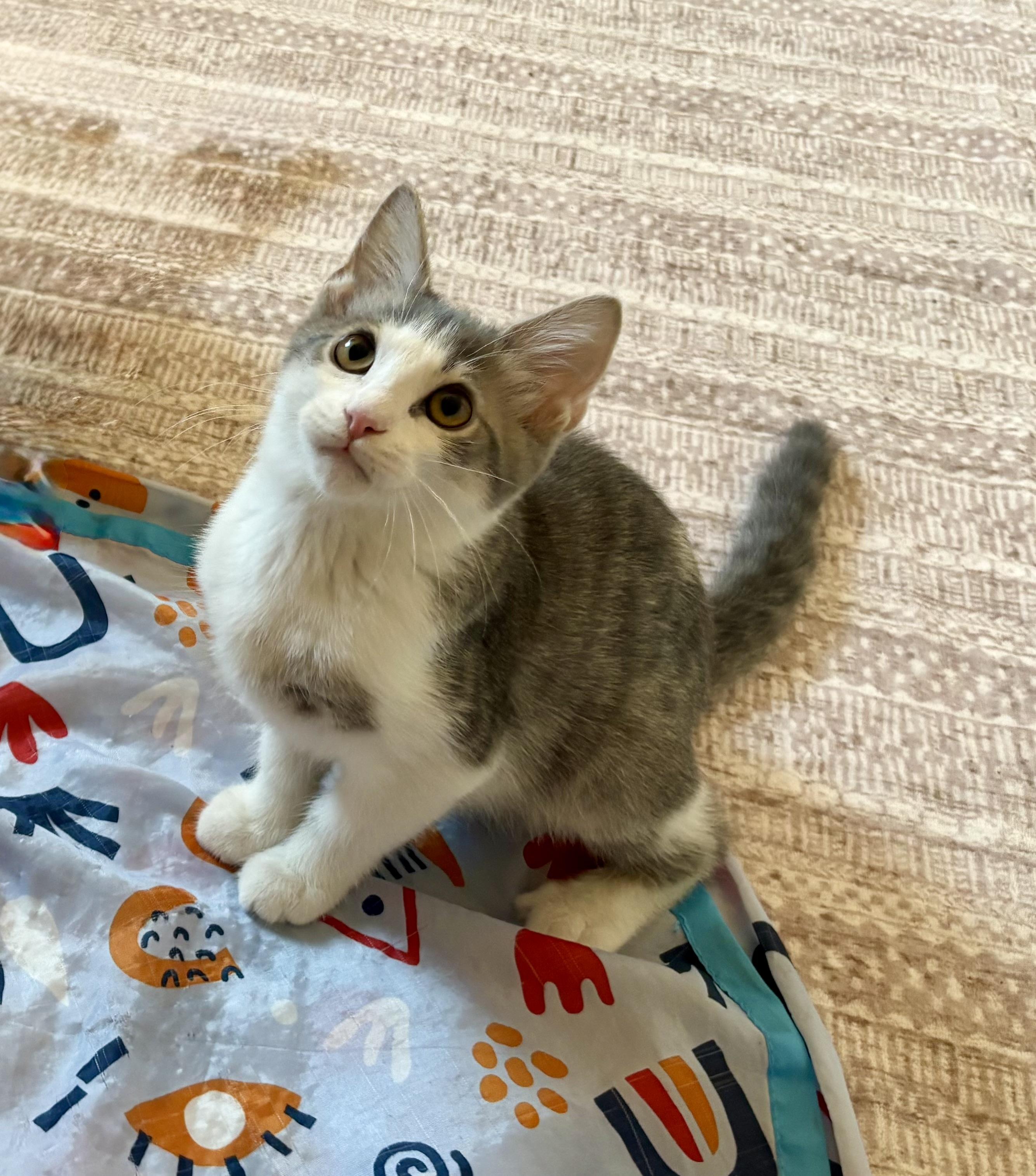 Enlarge Spirit, a ADOPTABLE mixed breed in queen creek, AZ image 5/6