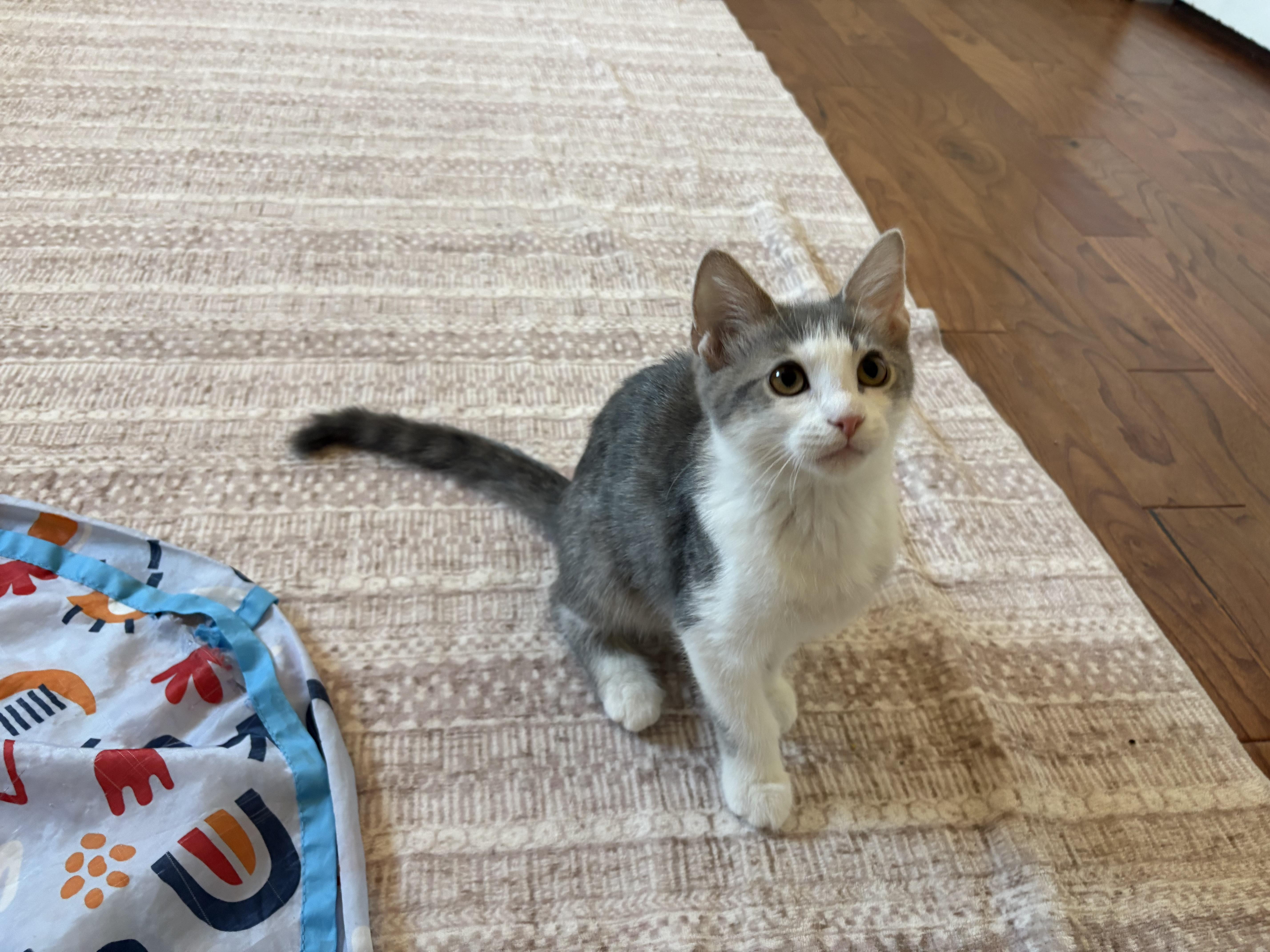 Enlarge Spirit, a ADOPTABLE mixed breed in queen creek, AZ image 4/6