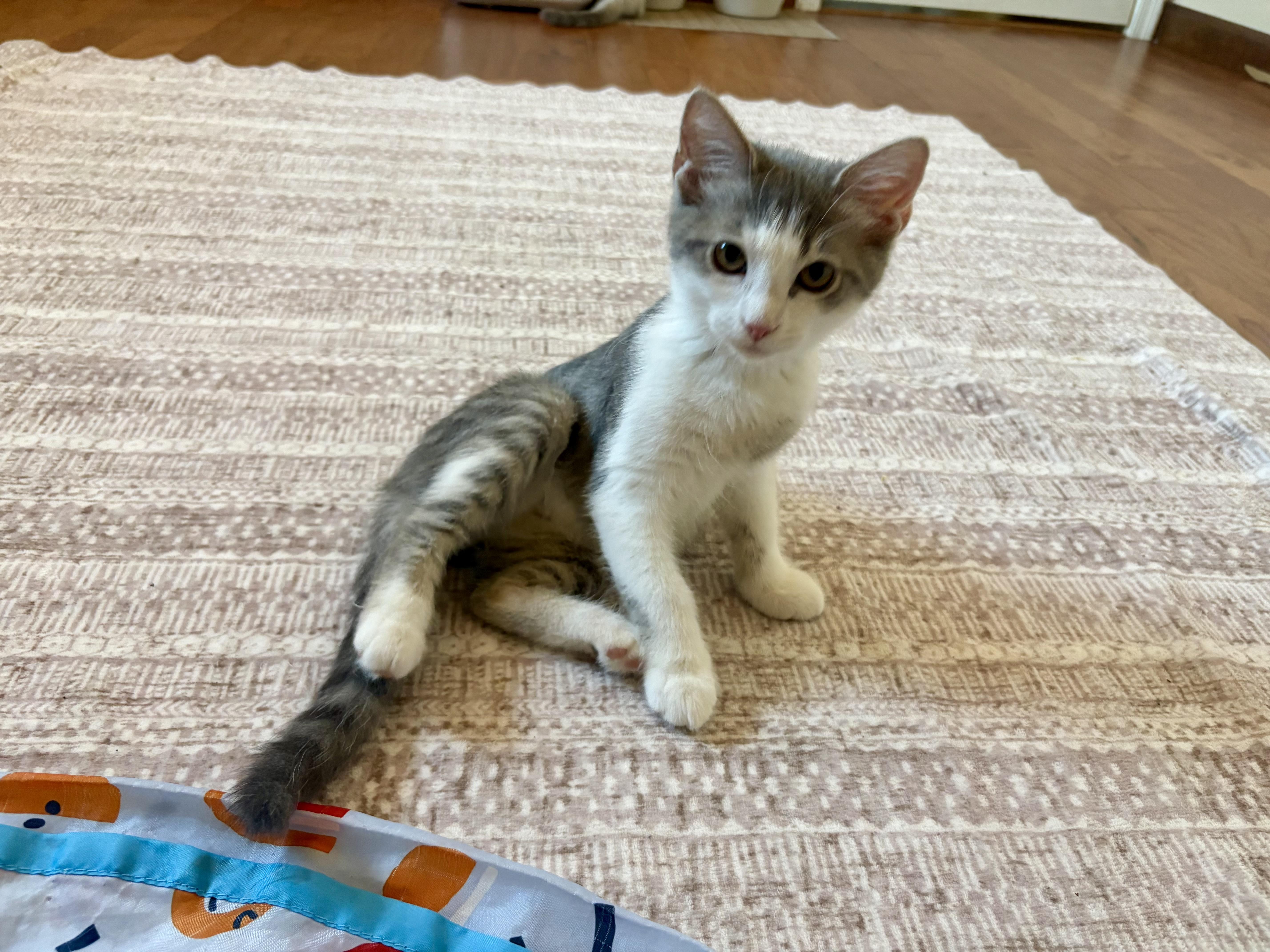 Enlarge Spirit, a ADOPTABLE mixed breed in queen creek, AZ image 6/6