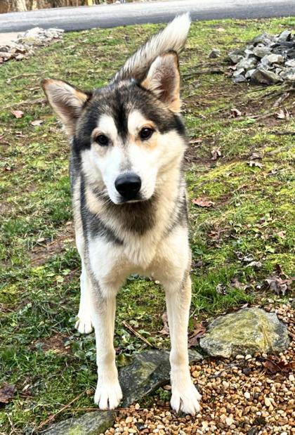 Juno , ADOPTABLE, Adult Male Husky.