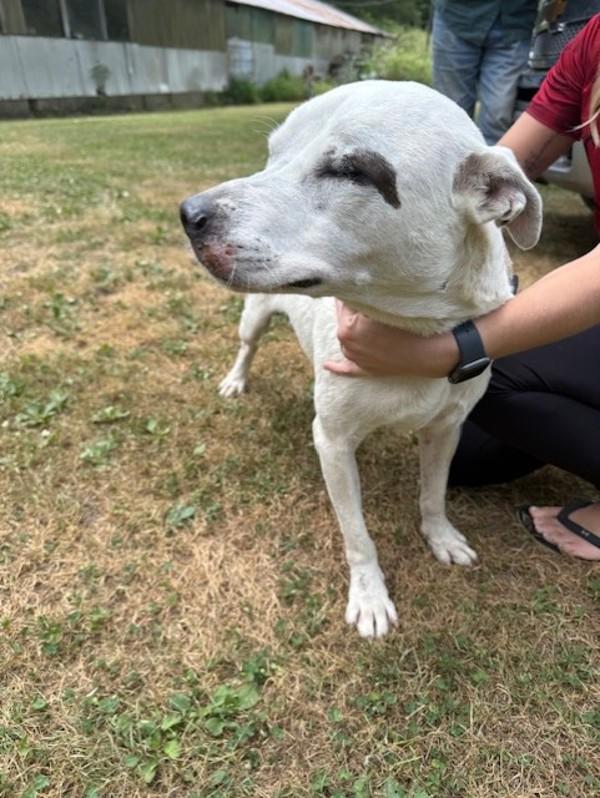 Enlarge Lucy, a Adoptable mixed breed in Campbellsville, KY image 1/1