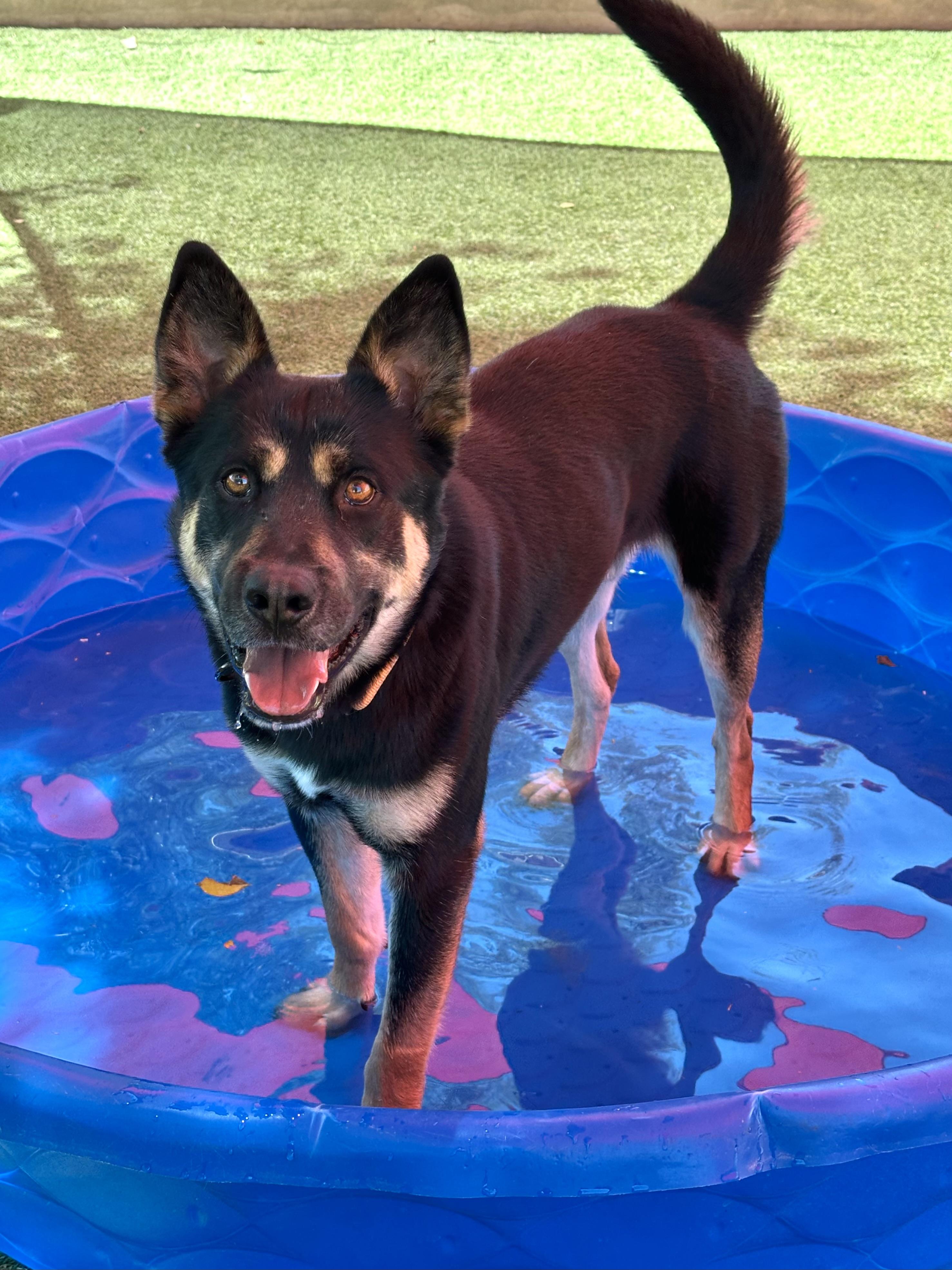 Buck, Adoptable, Adult Male German Shepherd Dog.